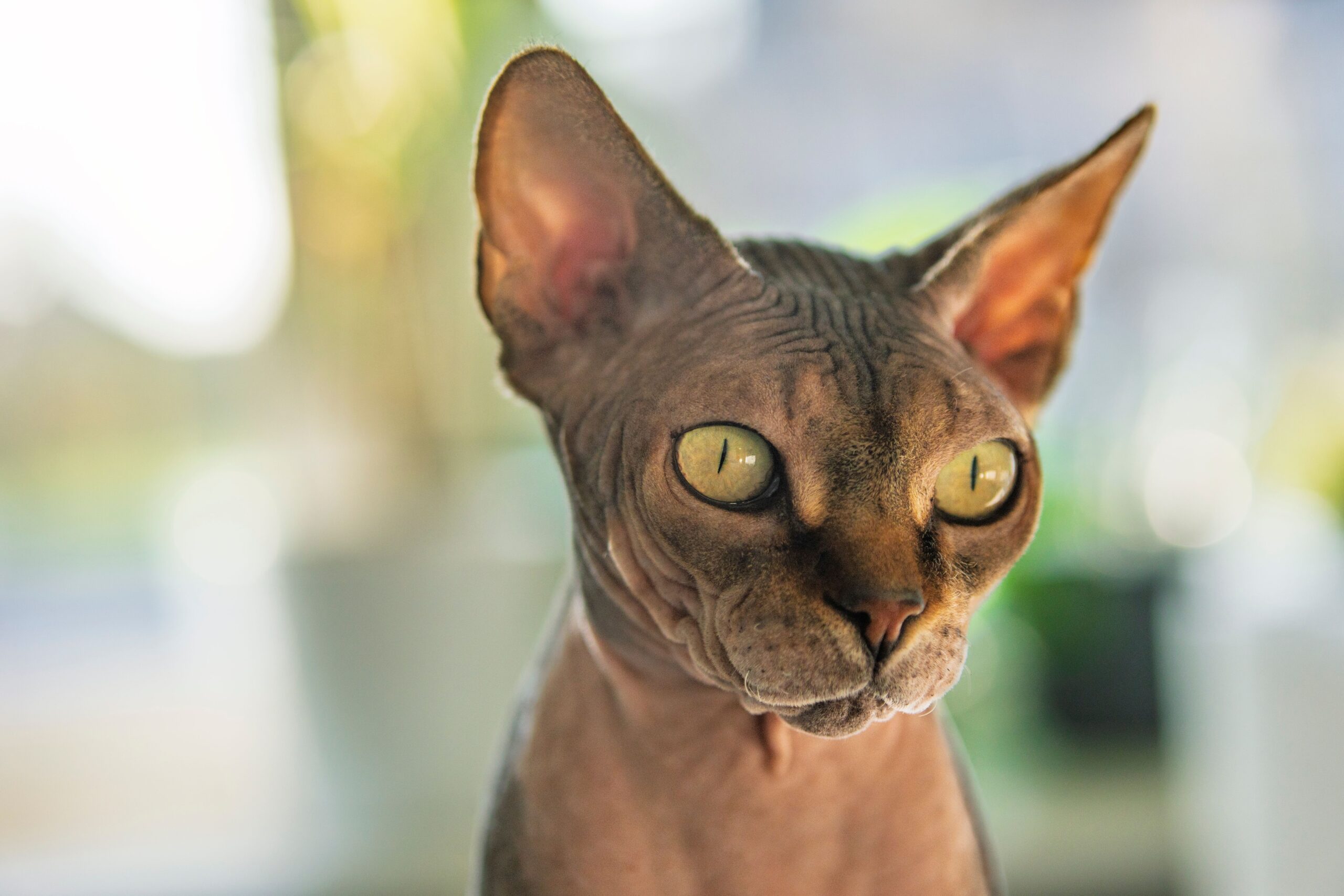 Sphynx Katze mit nahezu haarloser Haut, großen Ohren und typischen Hautfalten