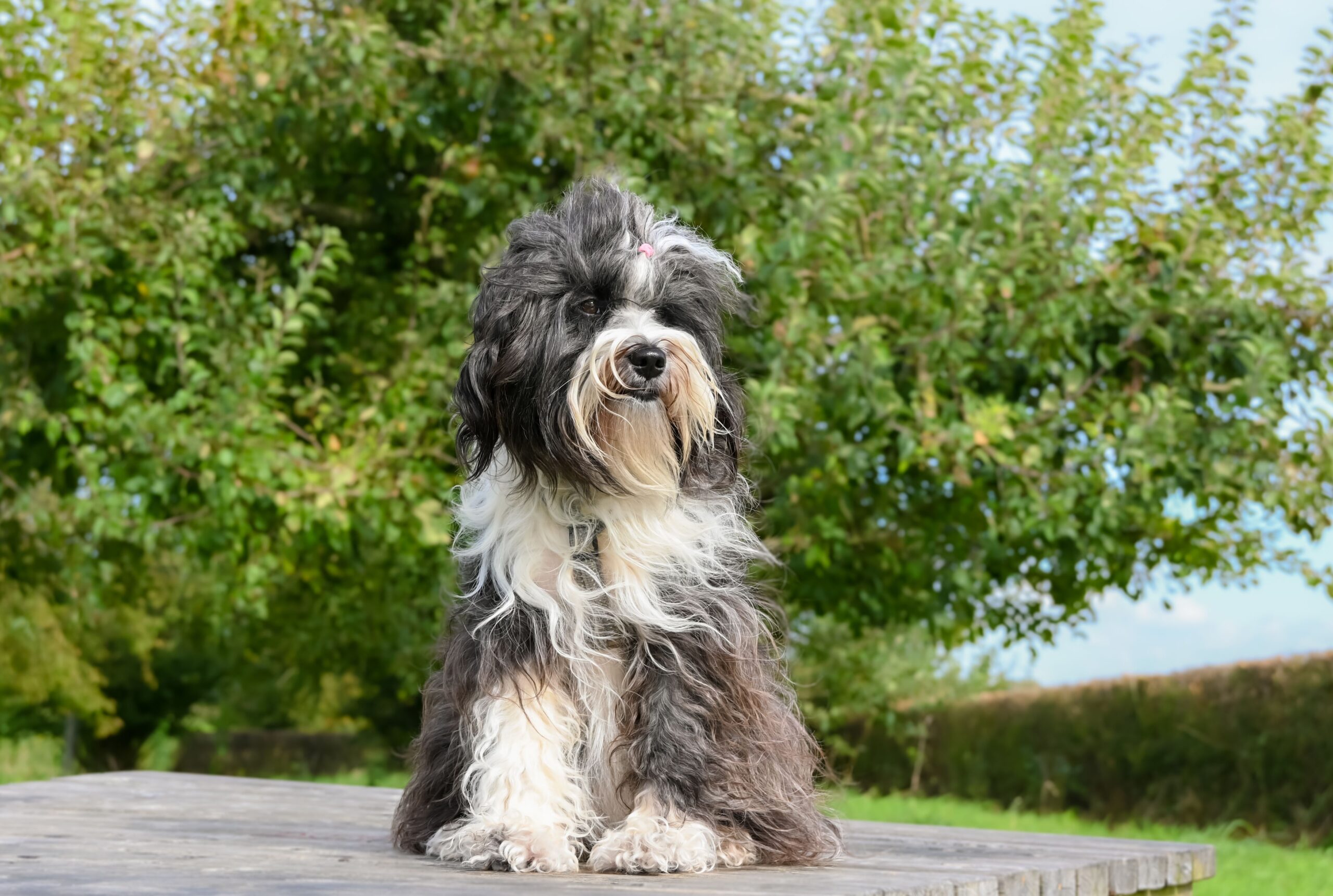 Bernedoodle entspannt in der Natur