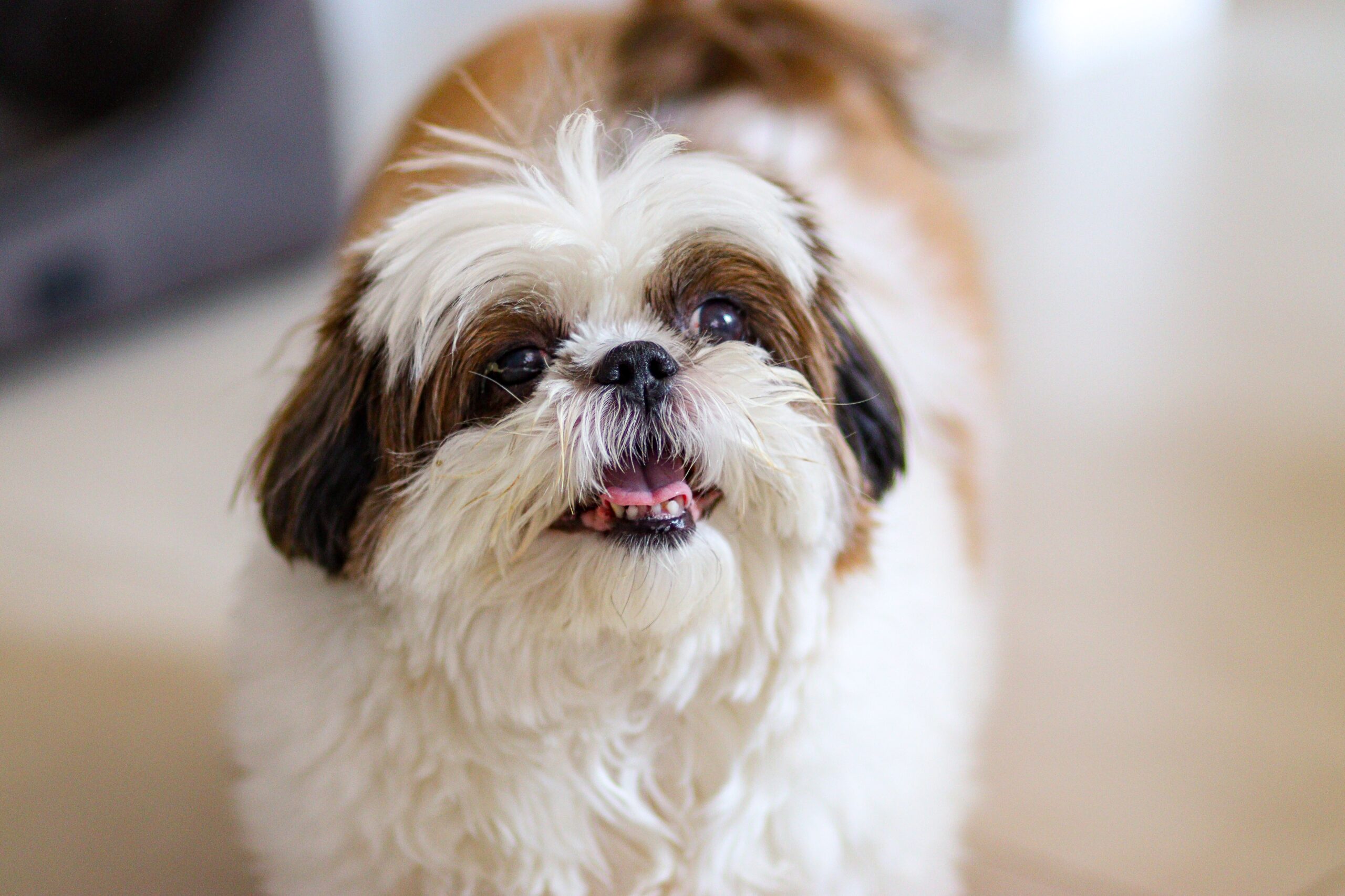 Shih Tzu mit langem gepflegtem Fell