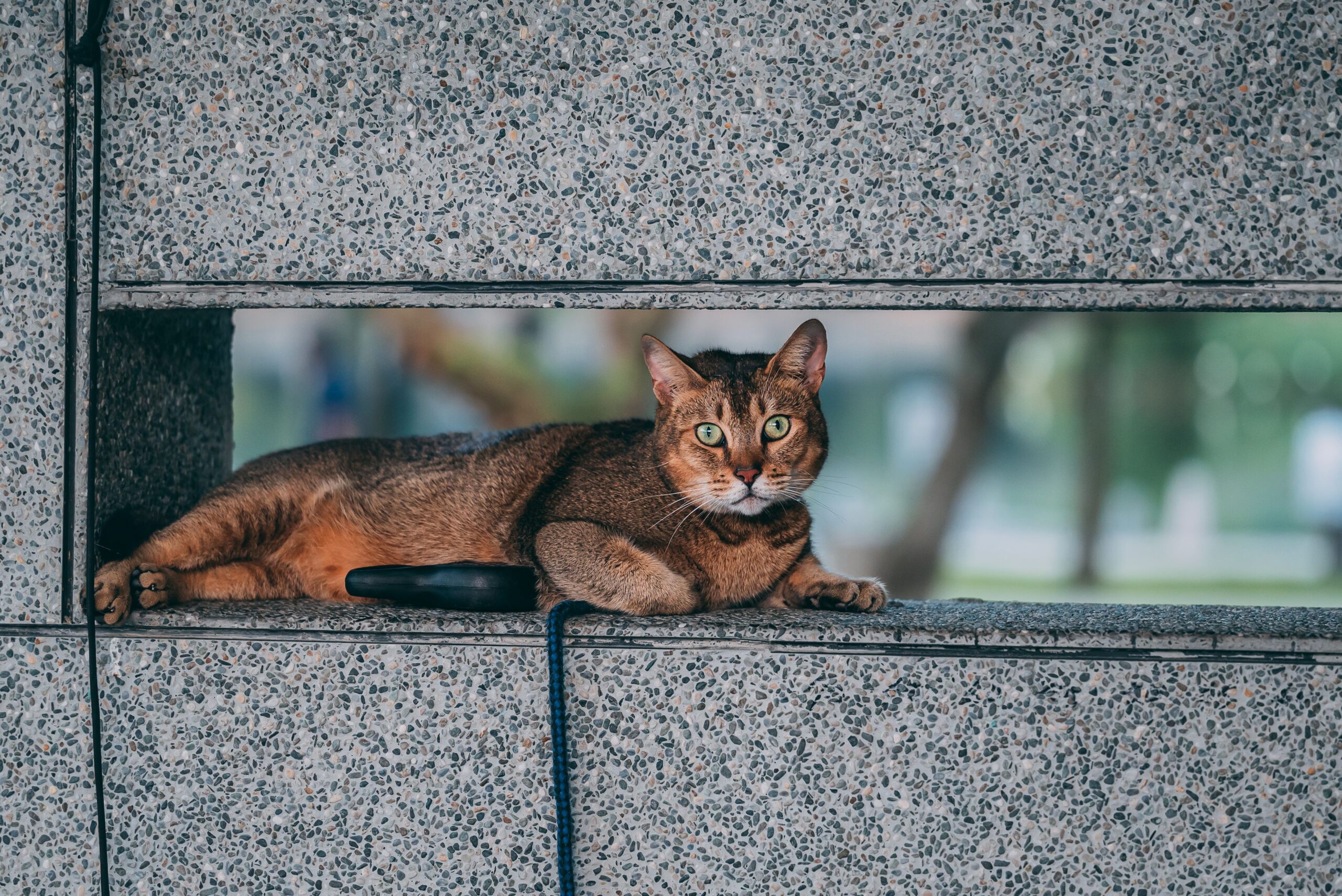 Chausie Katze beim Spielen und Klettern in der Wohnung