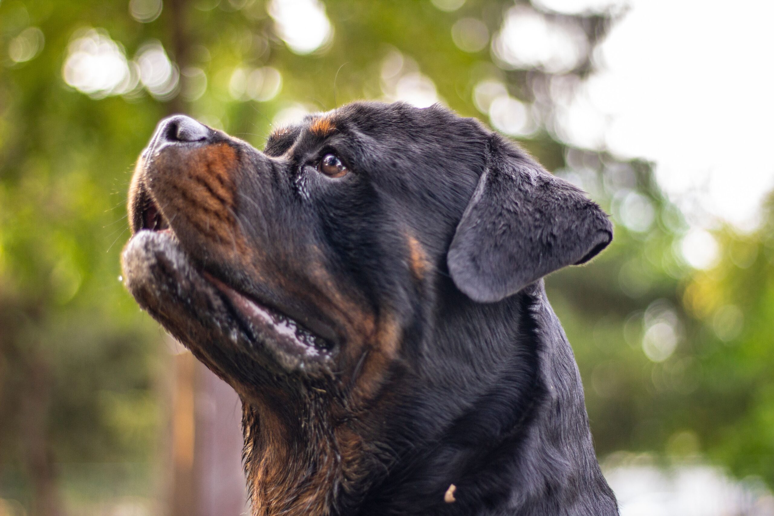 Rottweiler mit schwarzem und braunem Fell
