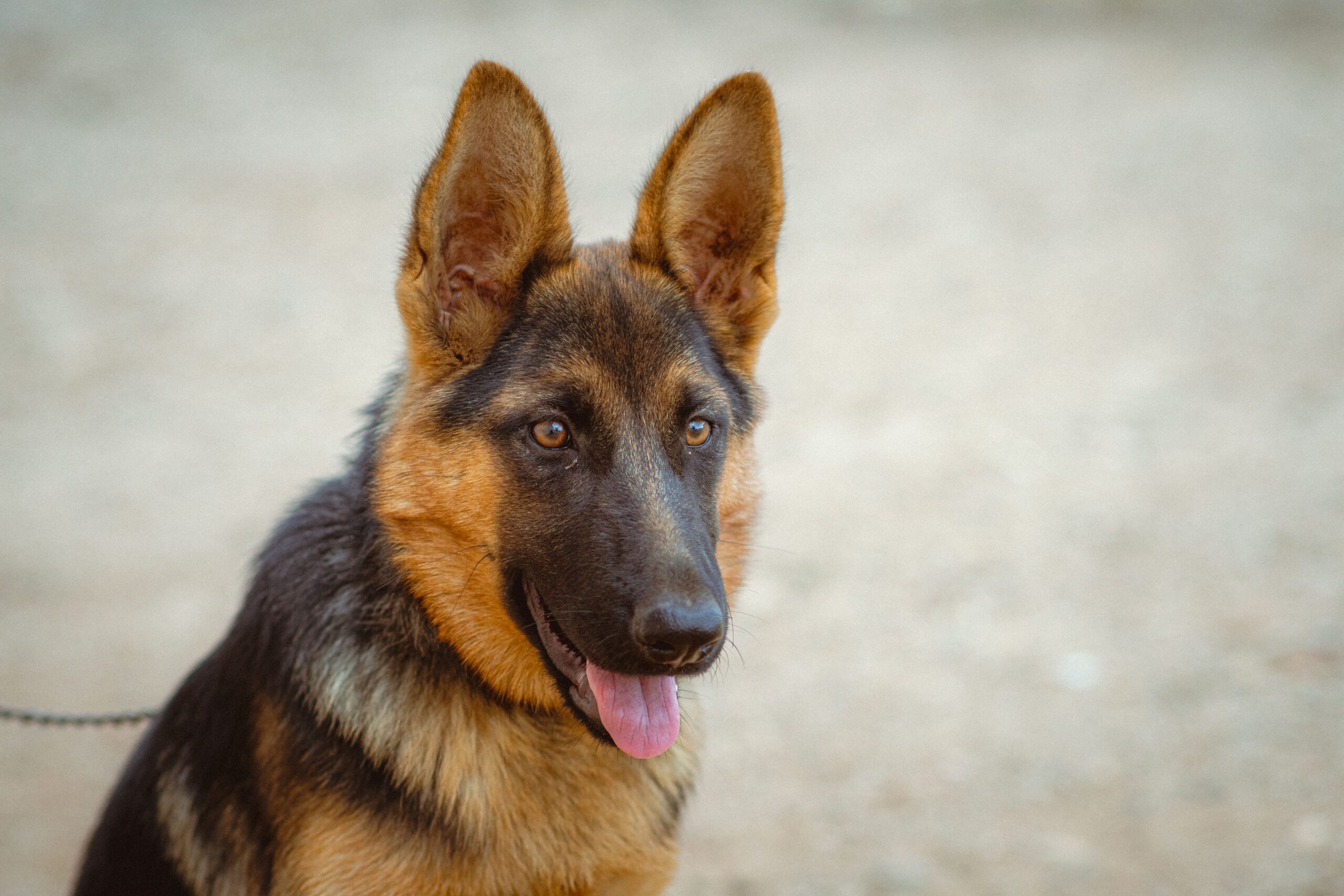 Deutscher Schäferhund aufmerksam im Freien