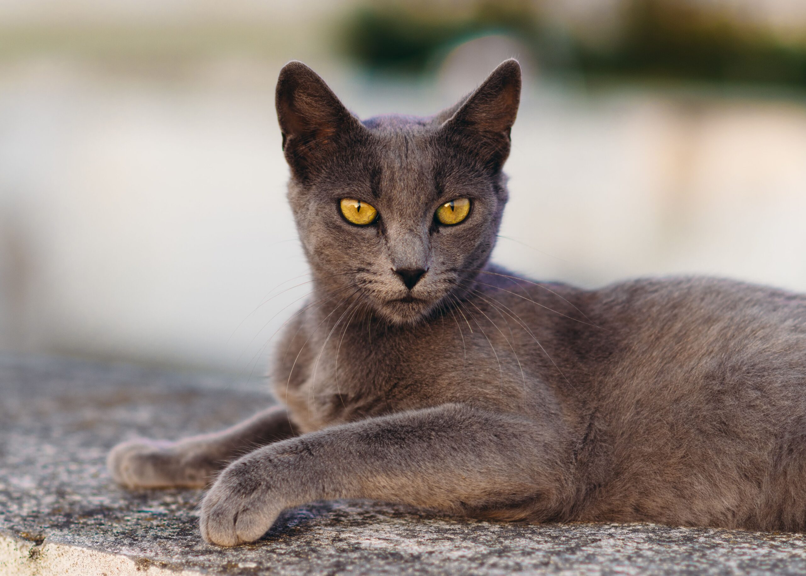 Korat Katze beim intelligenten Spielen in der Wohnung