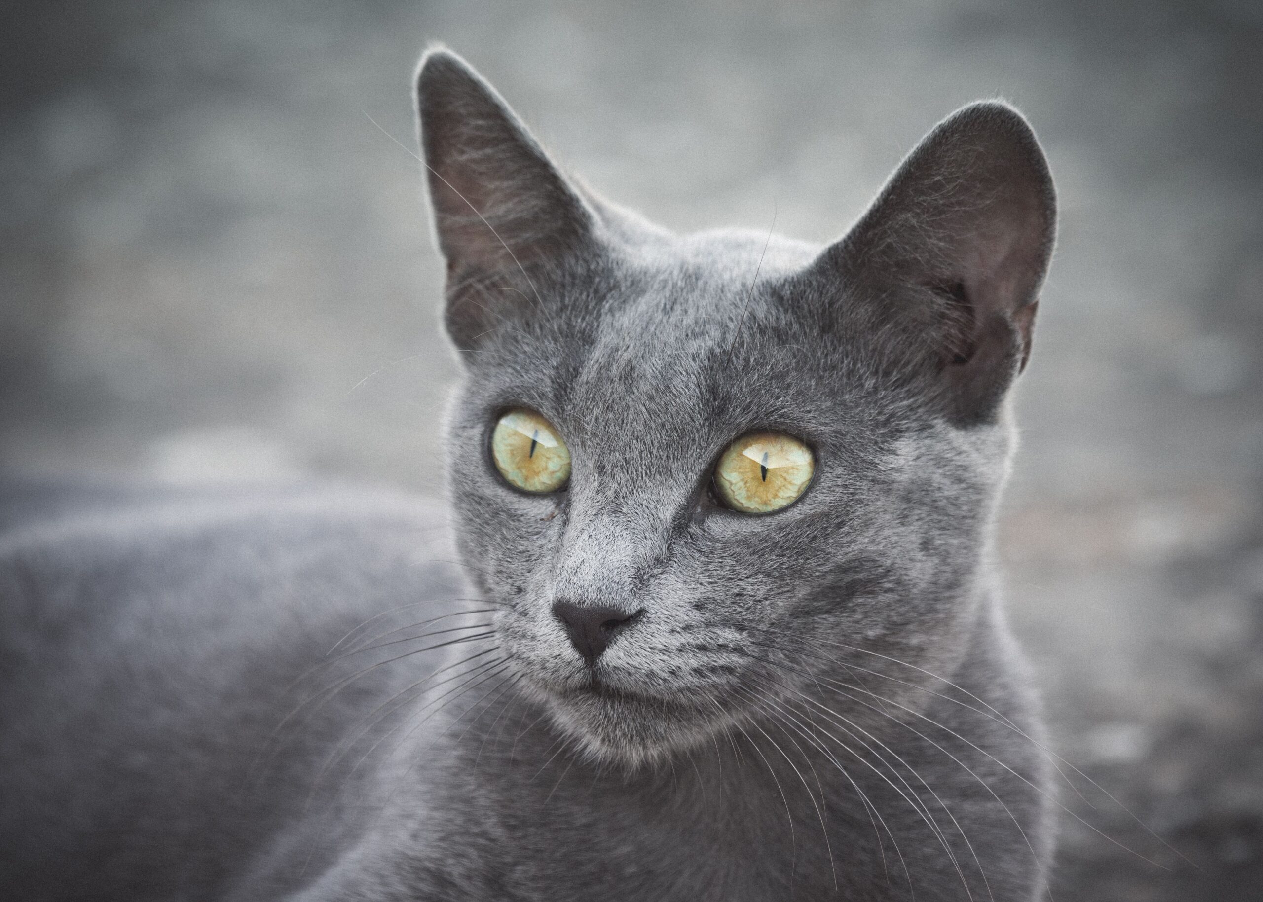 Russisch Blau Katze beim Spielen in der Wohnung