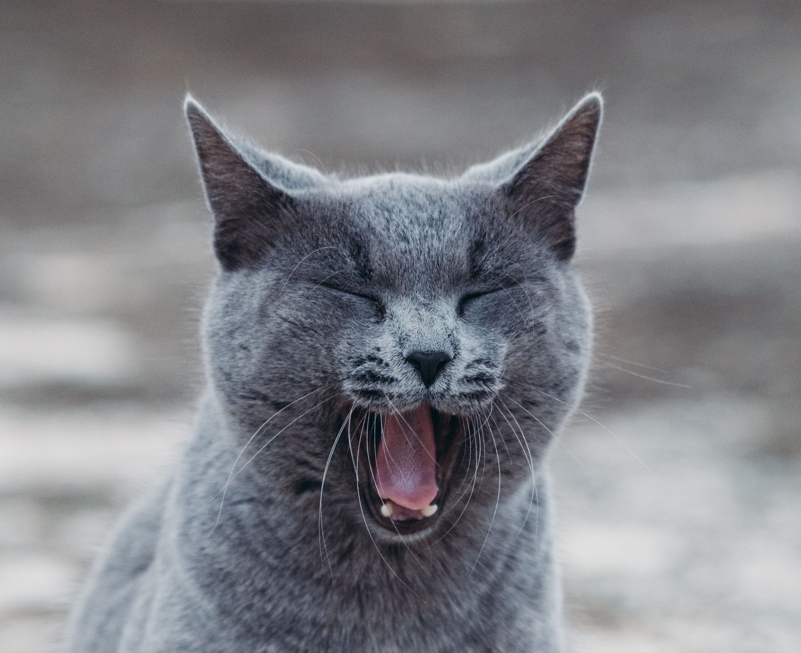 Chartreux Kartäuser Katze bei der tierärztlichen Untersuchung