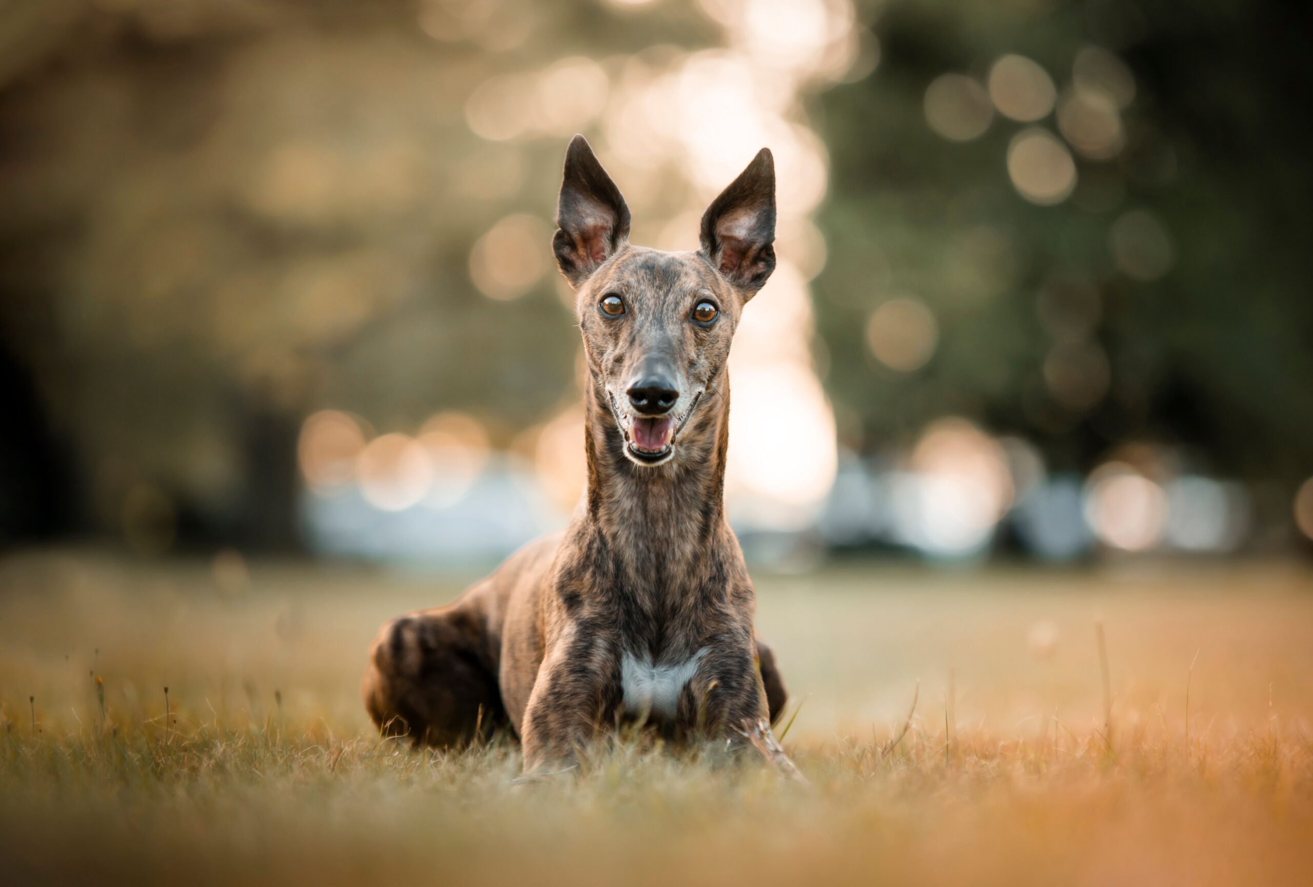 Whippet mit schlankem Körperbau im Freien