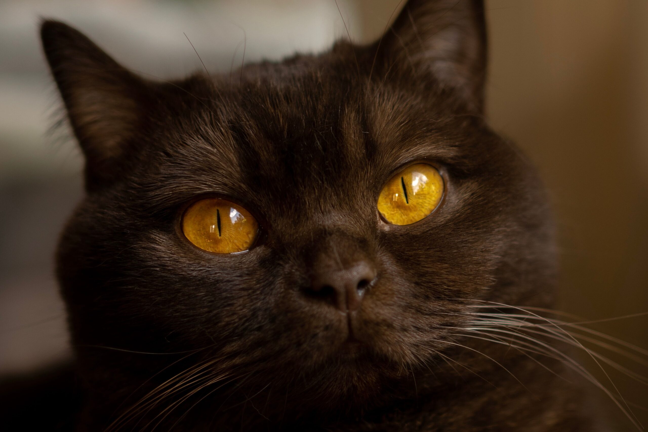 Bombay Katze mit tiefschwarzem Fell und kupferfarbenen Augen