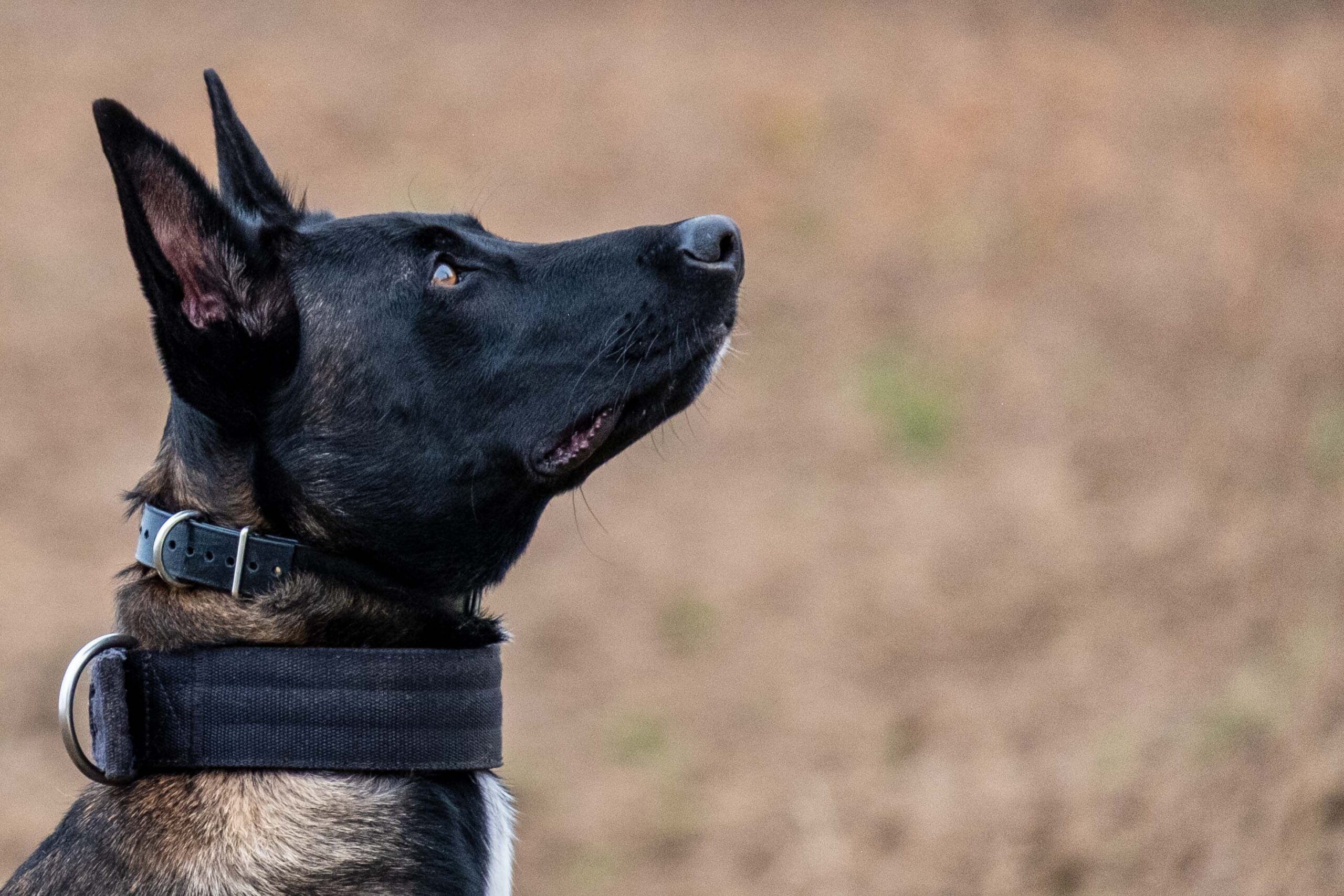 Malinois mit aufmerksamer Haltung im Freien