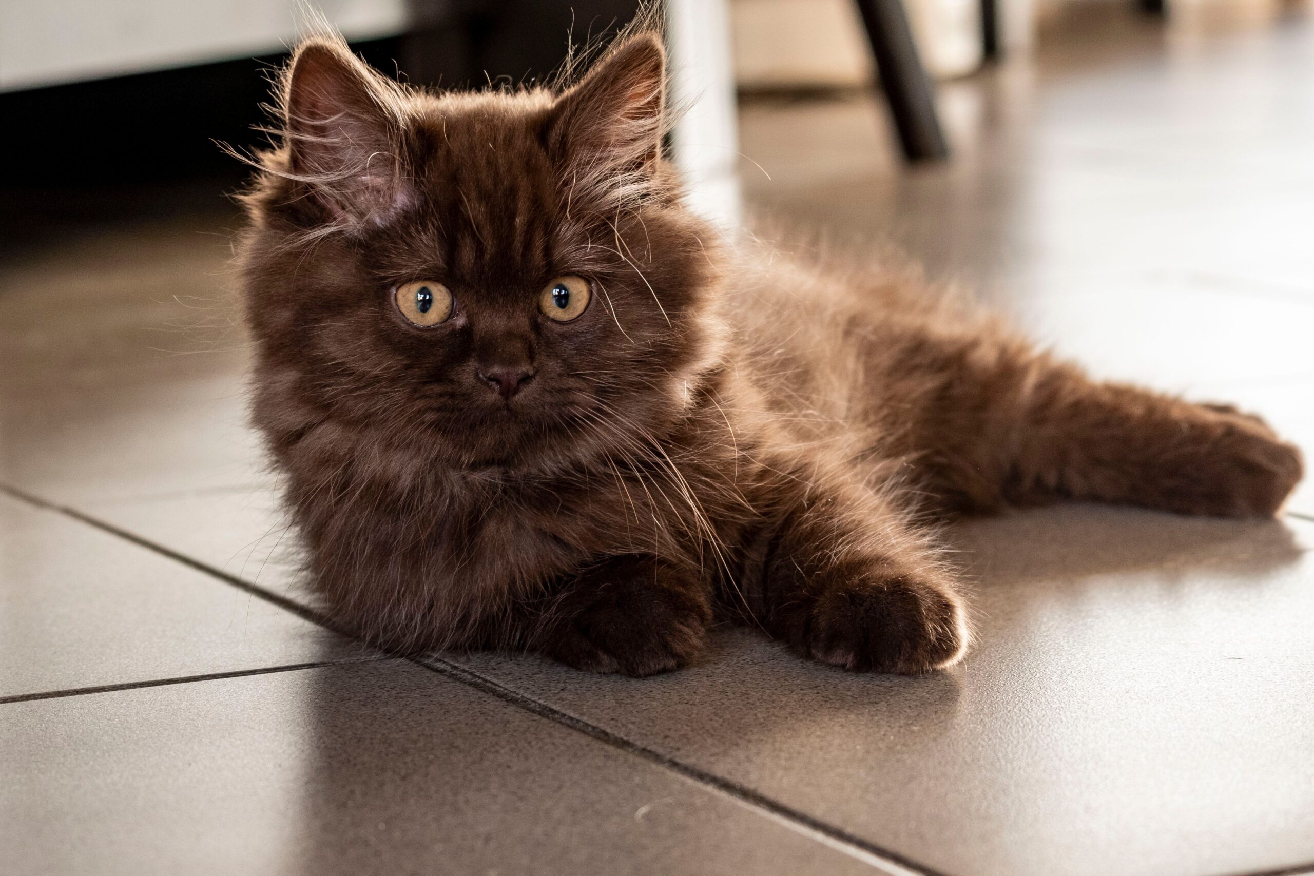 York Chocolate Katze mit langem schokoladenbraunem Fell