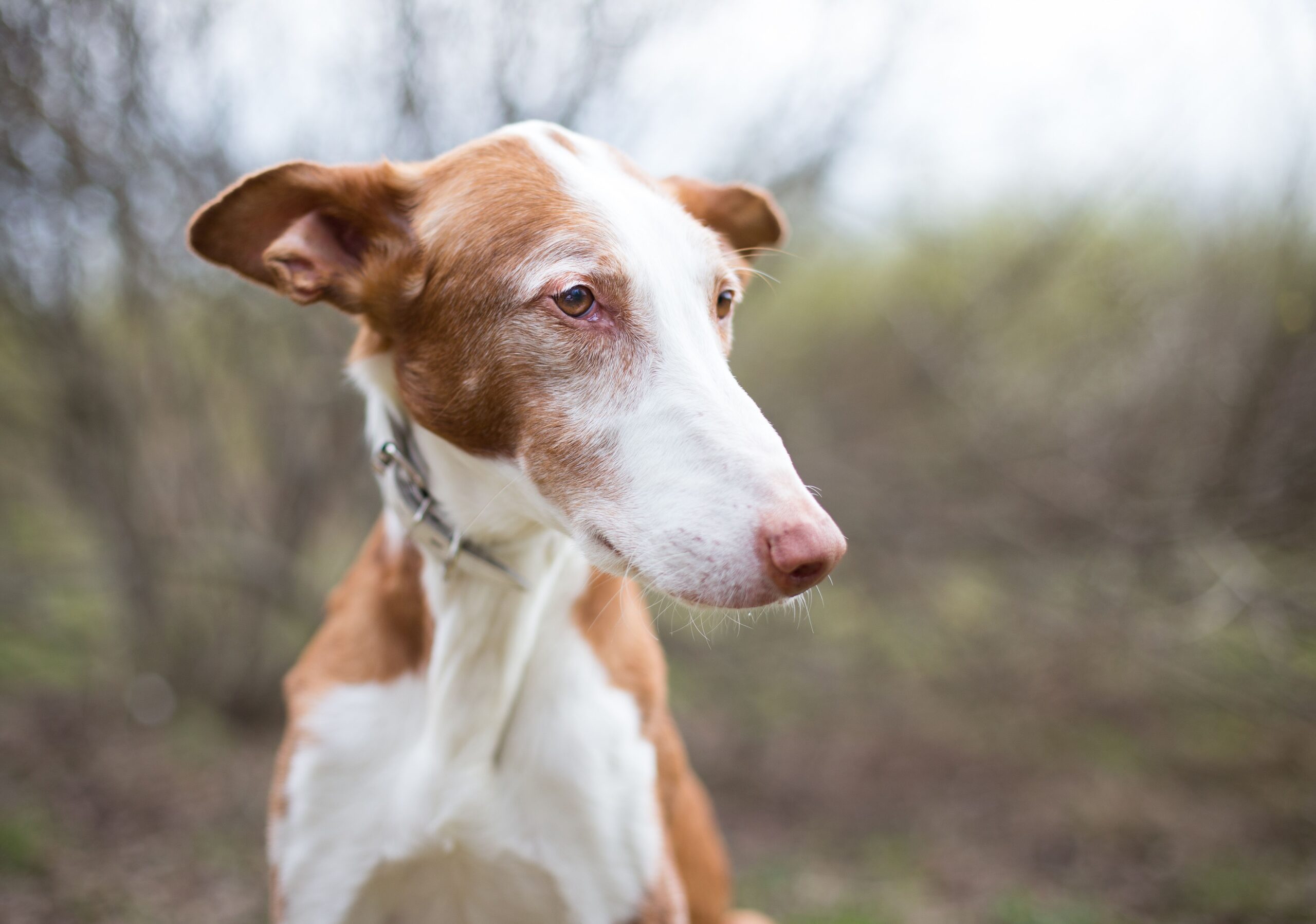 Gesunder Podenco beim Laufen in der Natur