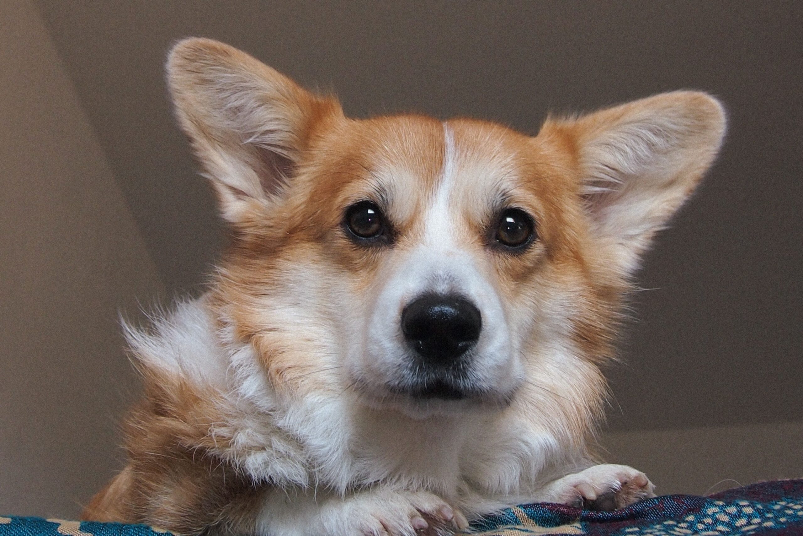 Pembroke Welsh Corgi beim Spielen mit seinem Halter