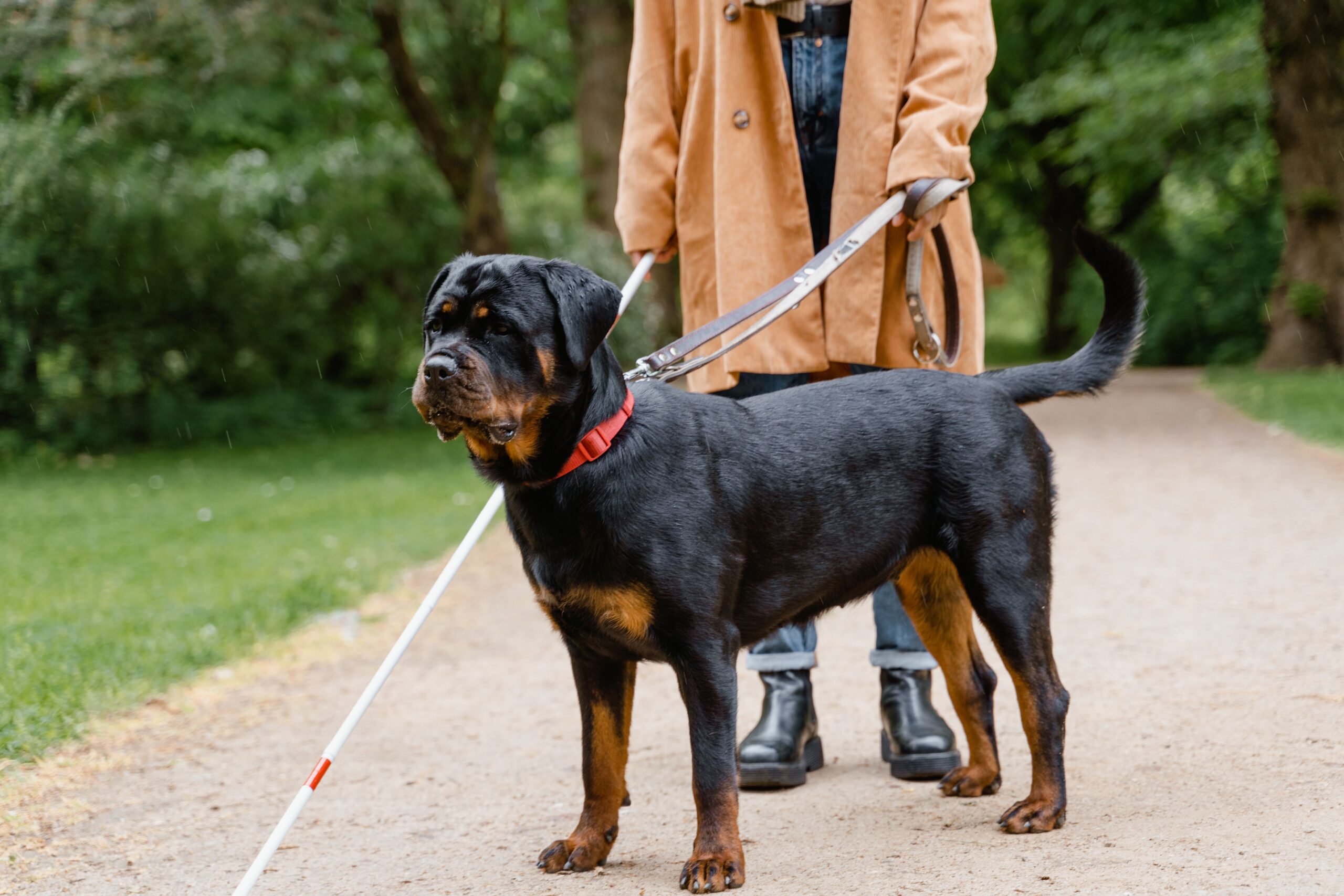 Rottweiler beim Training mit seinem Halter