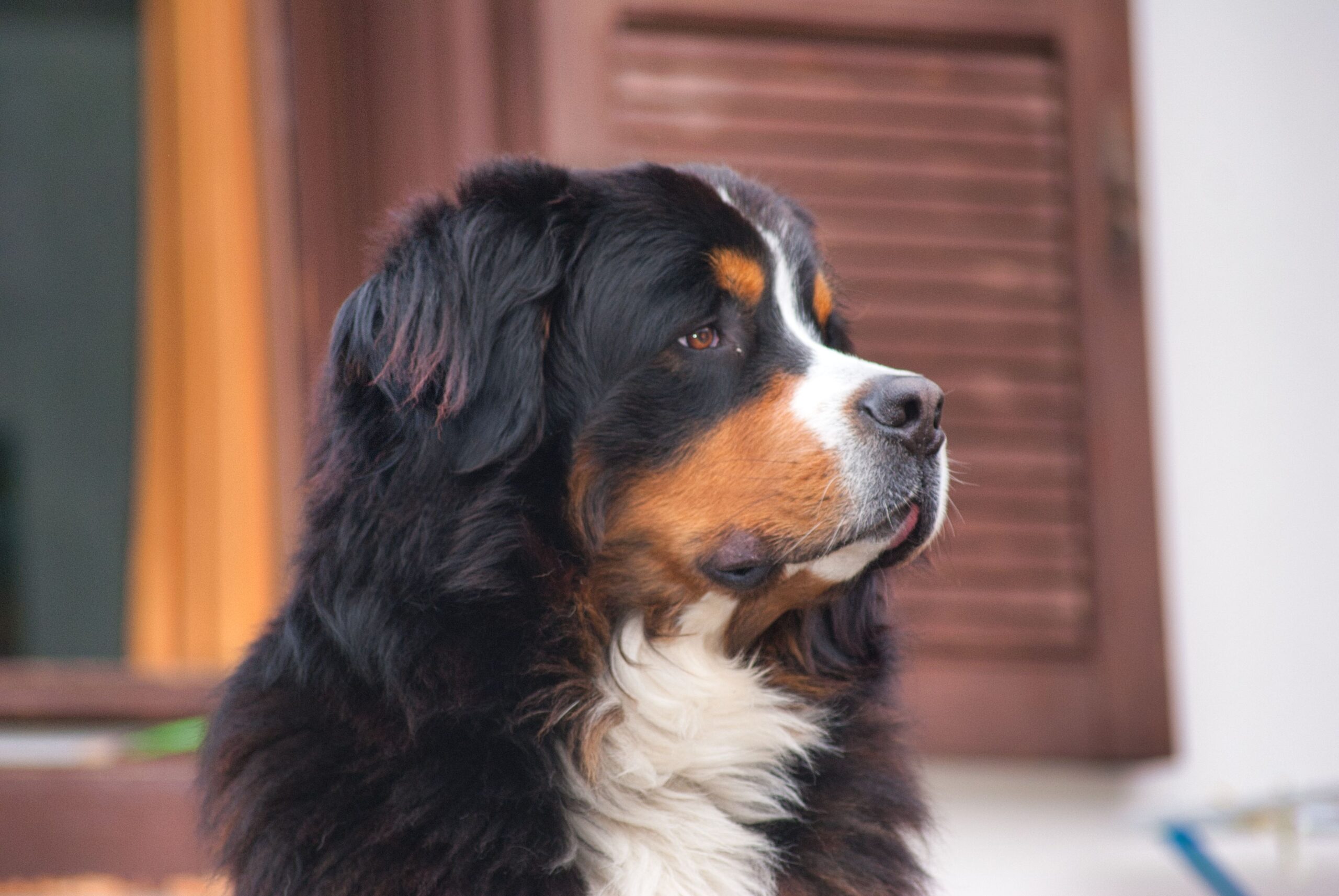 Berner Sennenhund entspannt in der Natur