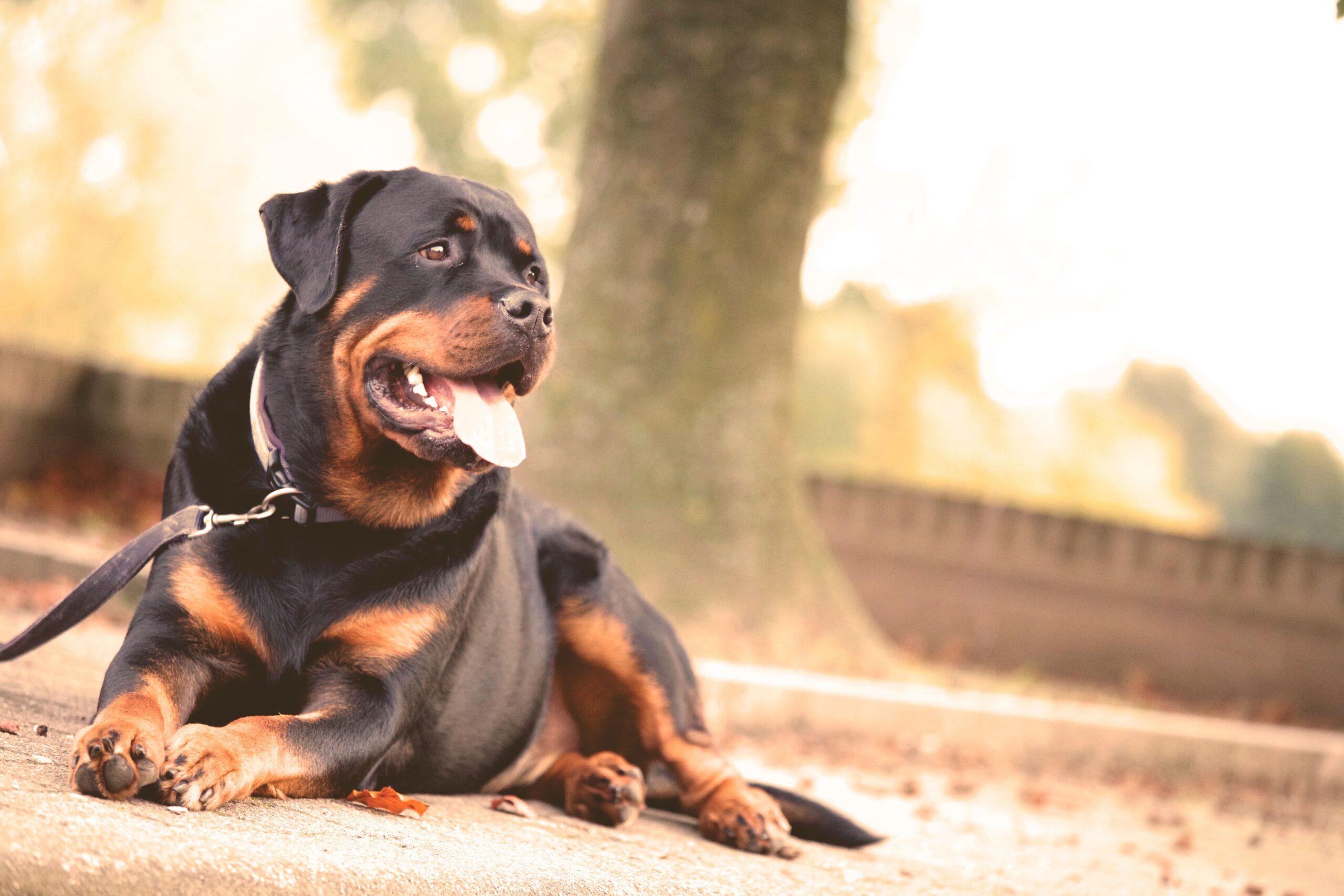 Gesunder Rottweiler aufmerksam in der Natur