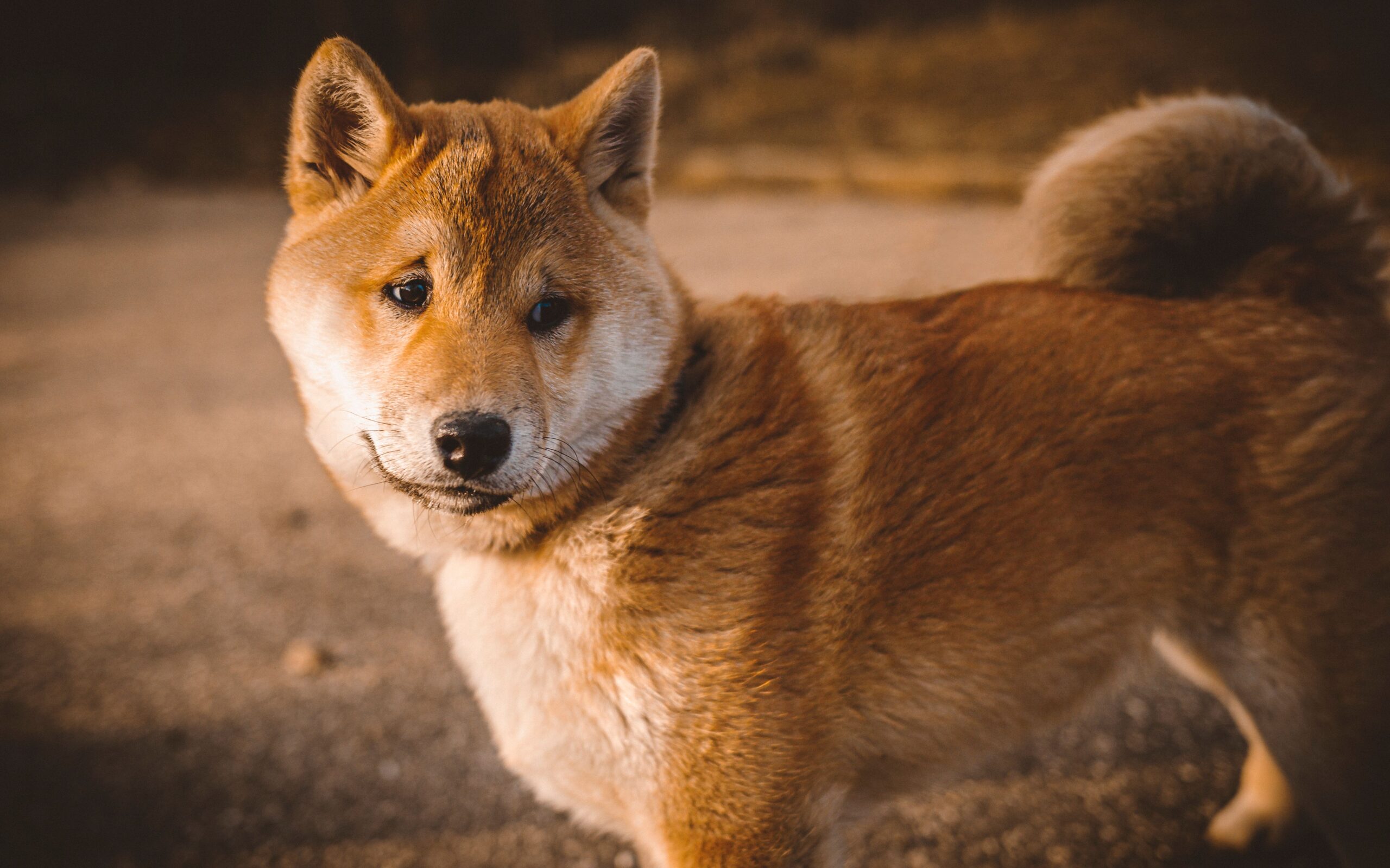 Akita beim Spaziergang mit seinem Halter im Park