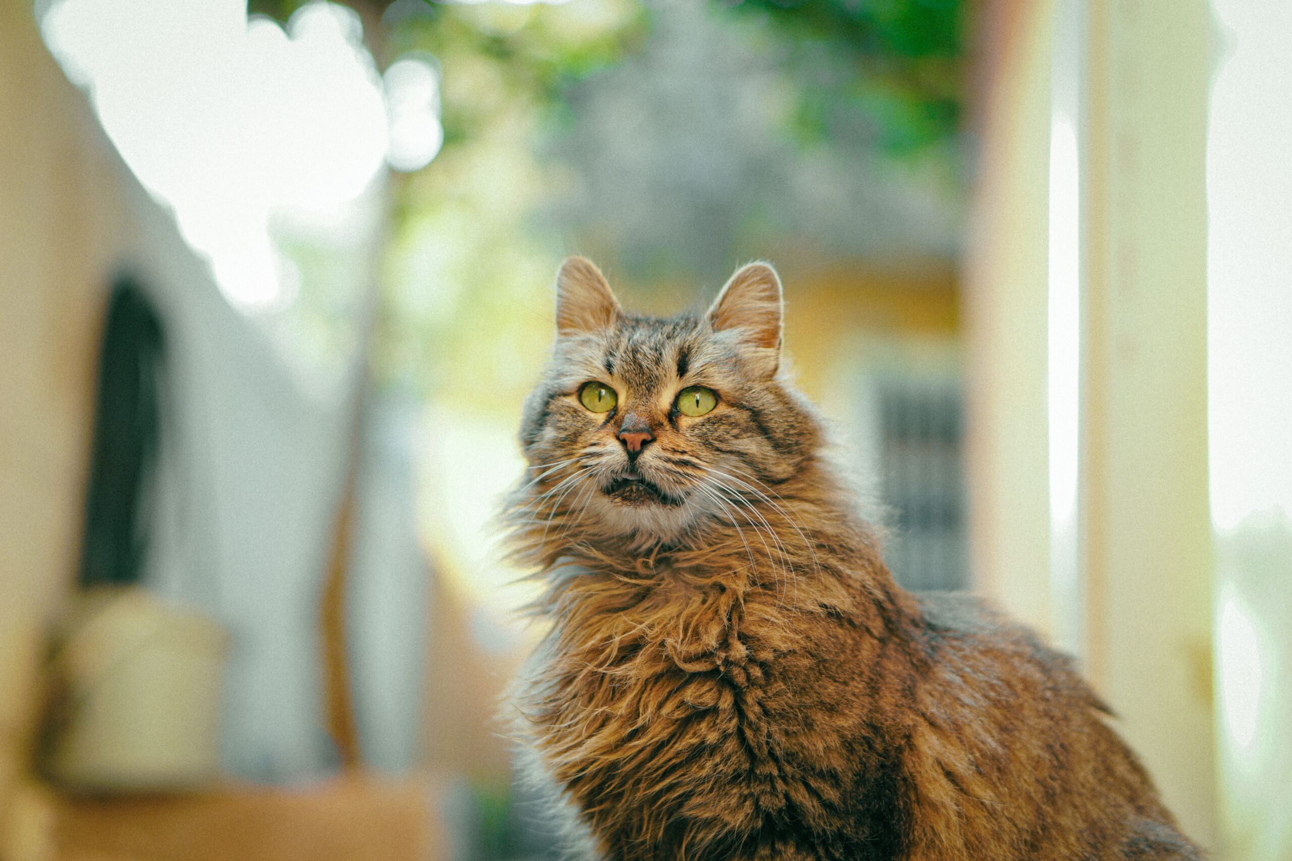 Nebelung Katze mit silberblauem Fell und grünen Augen