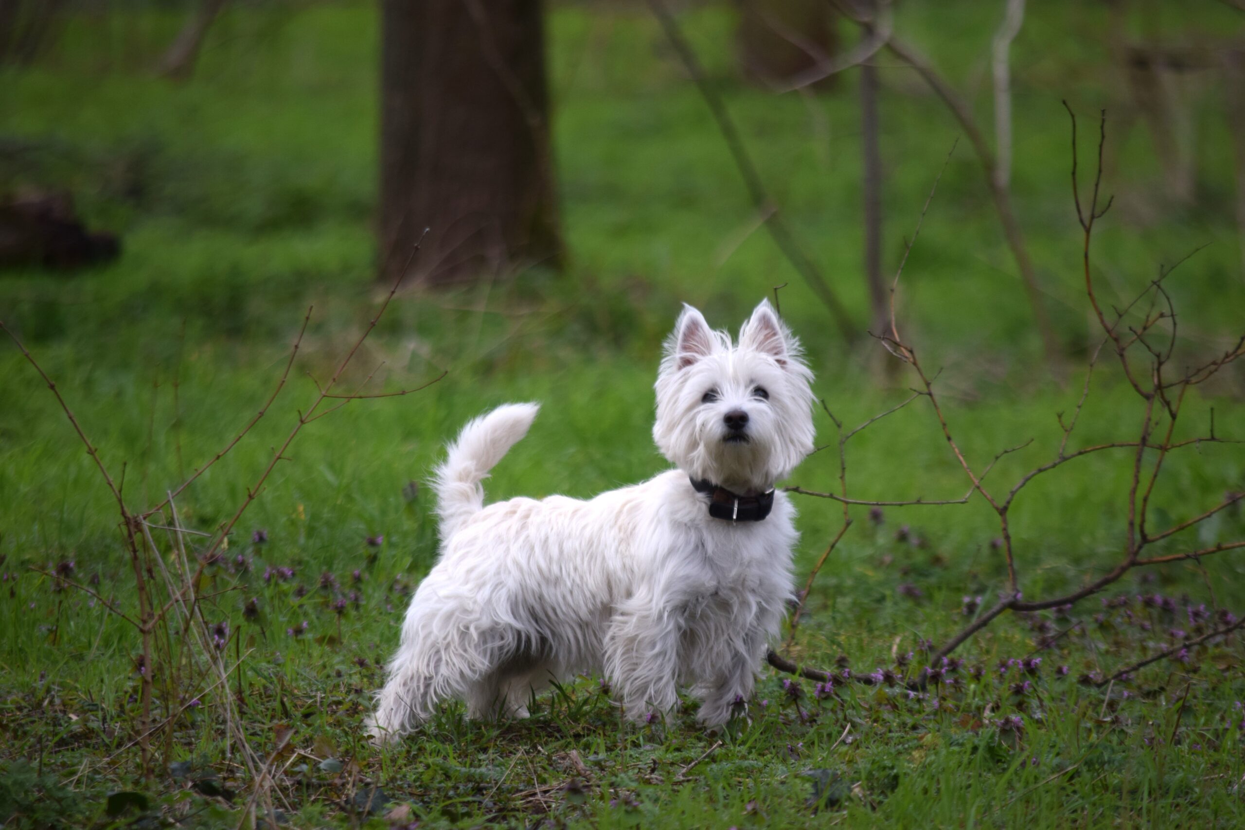 West Highland White Terrier beim Spaziergang