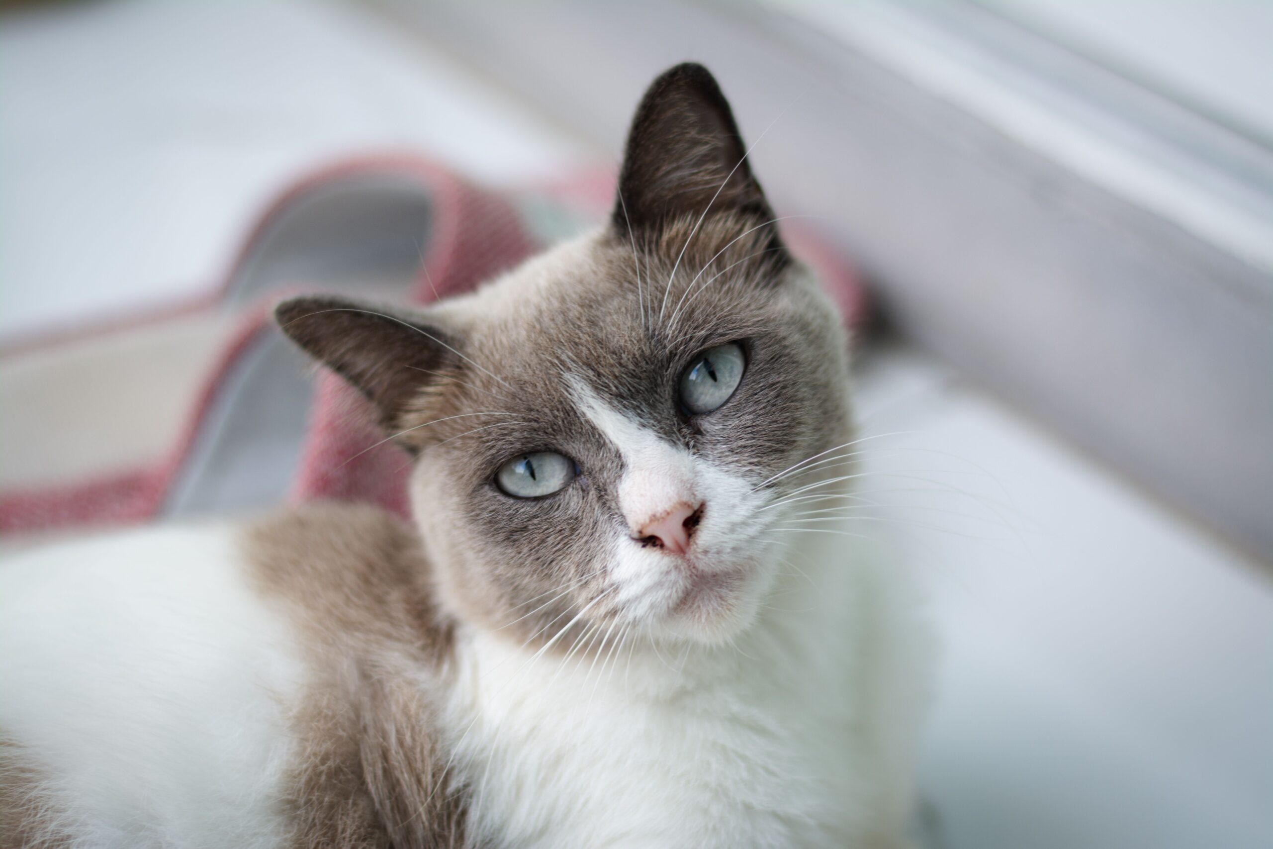 Snowshoe Katze im Ganzkörperbild mit weißem Pfotenmuster und athletischem Körper