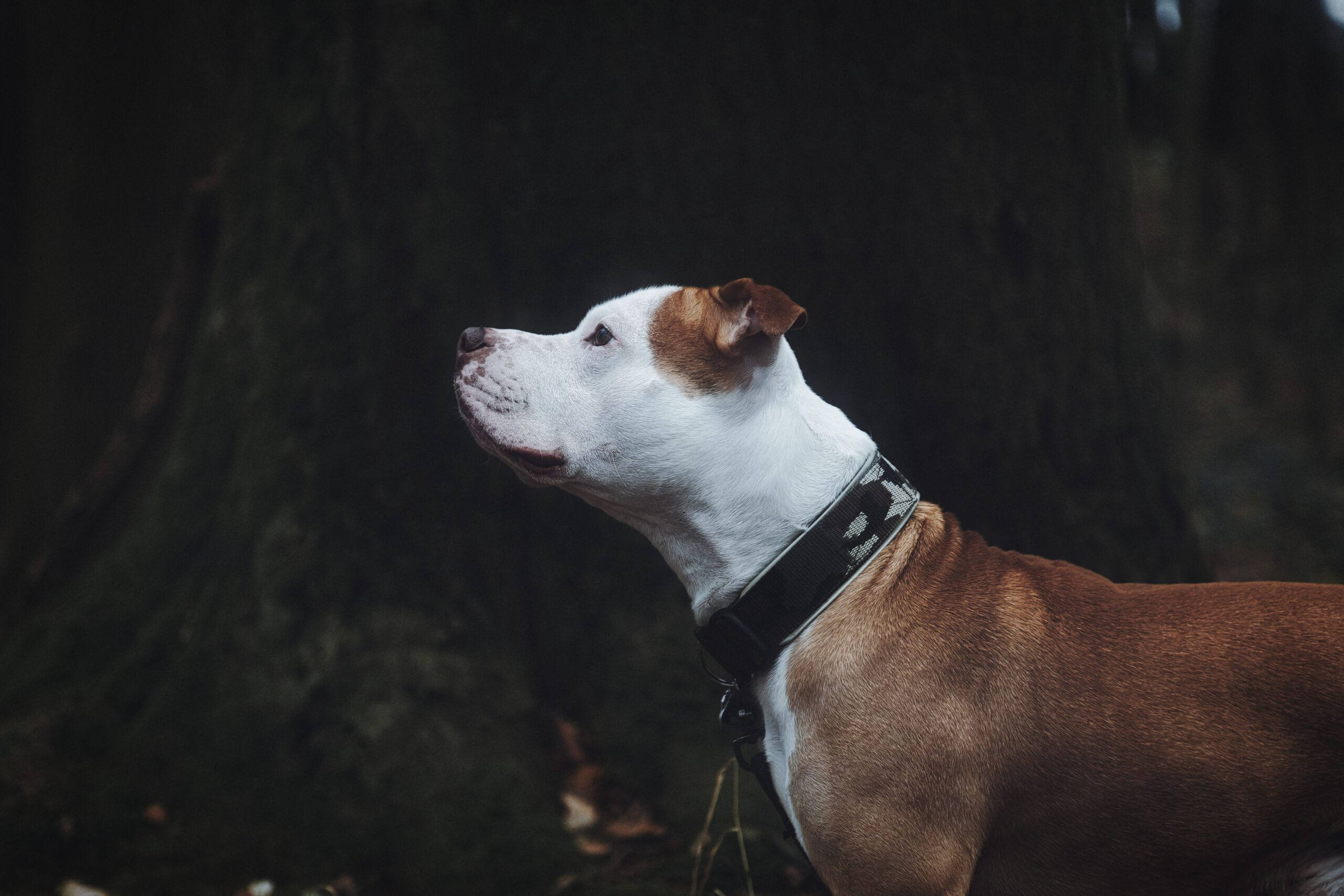 Staffordshire Bullterrier mit kräftigem Körperbau