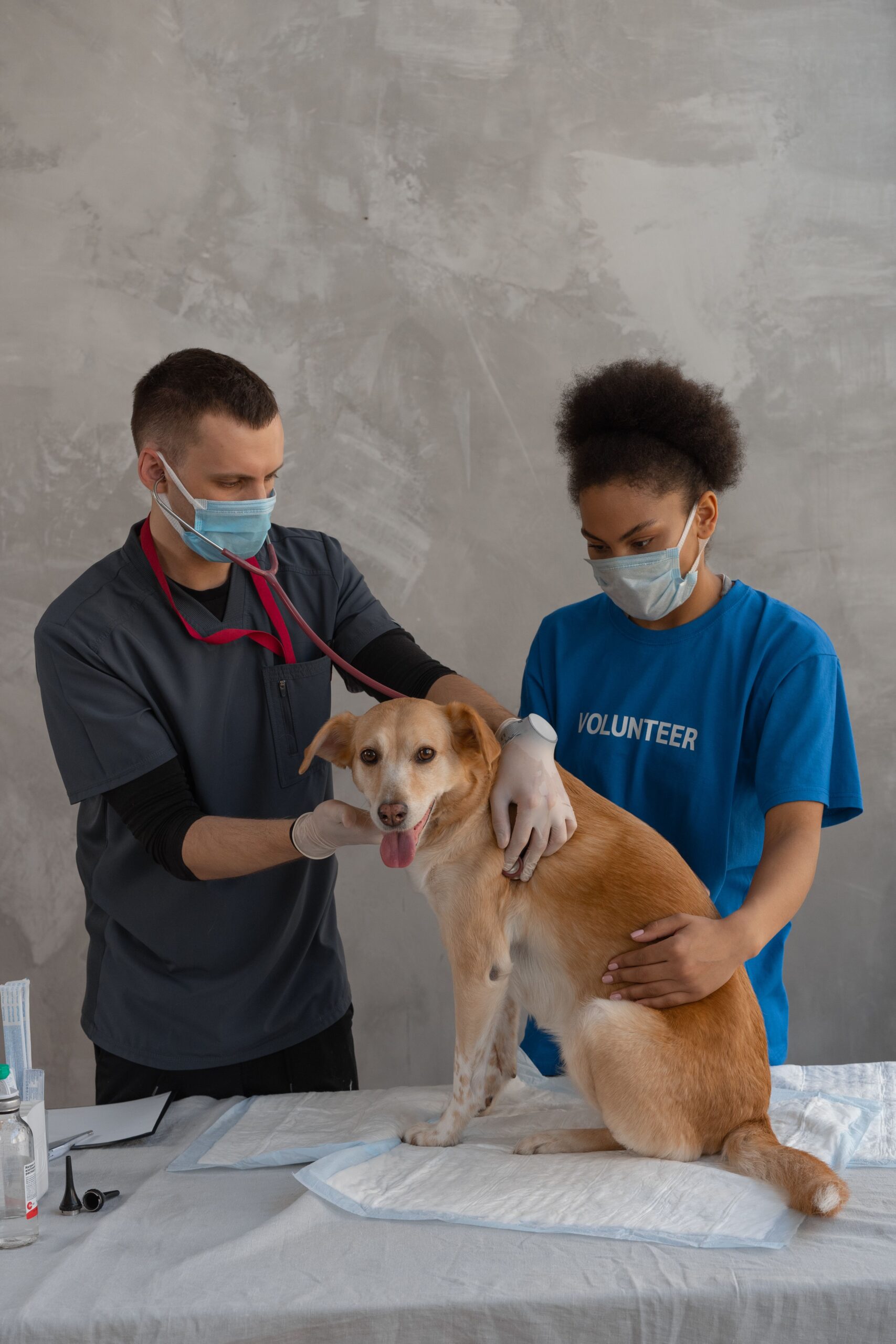 Tierarzt und Helferin untersuchen einen Hund