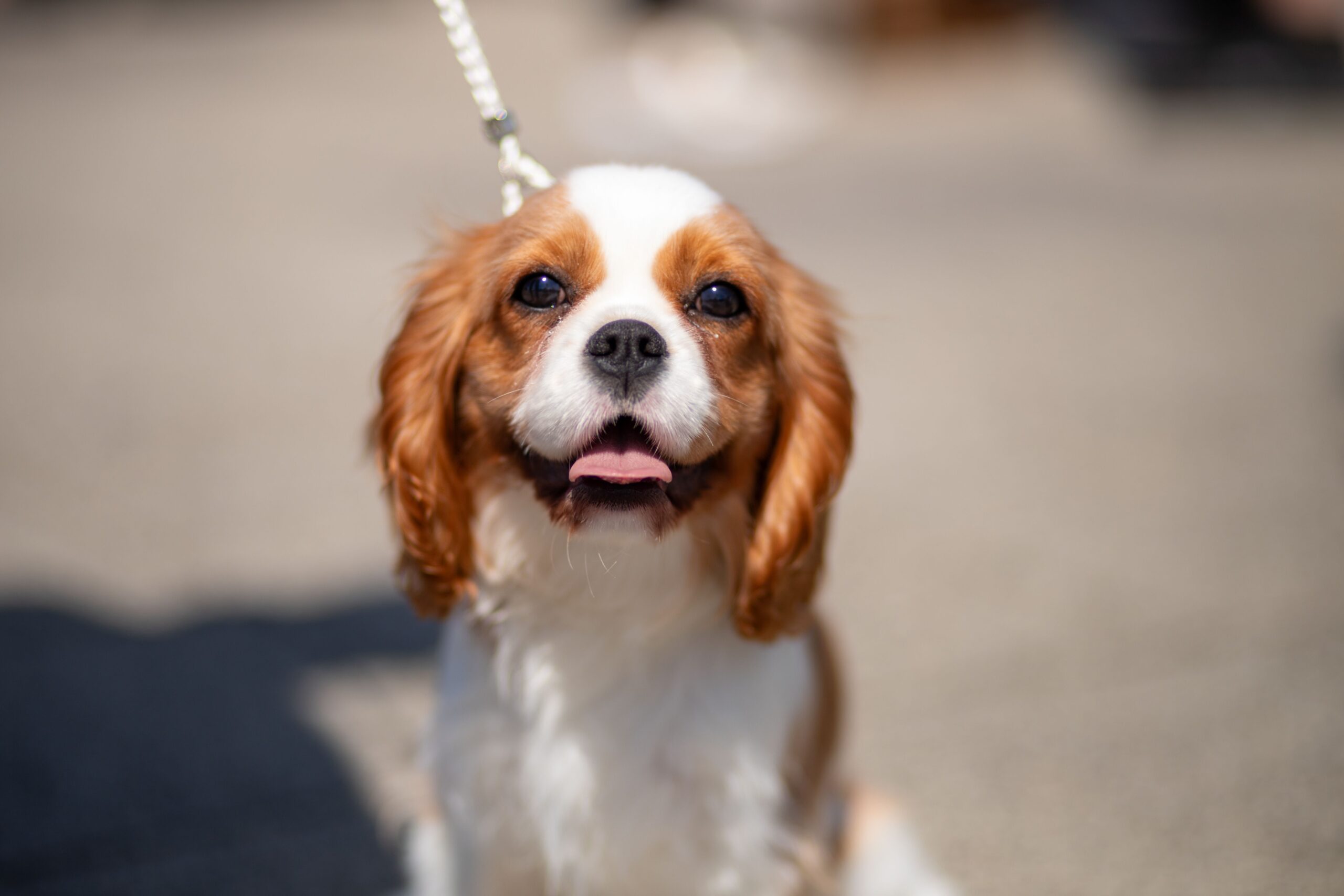 Cavalier King Charles Spaniel beim Spaziergang