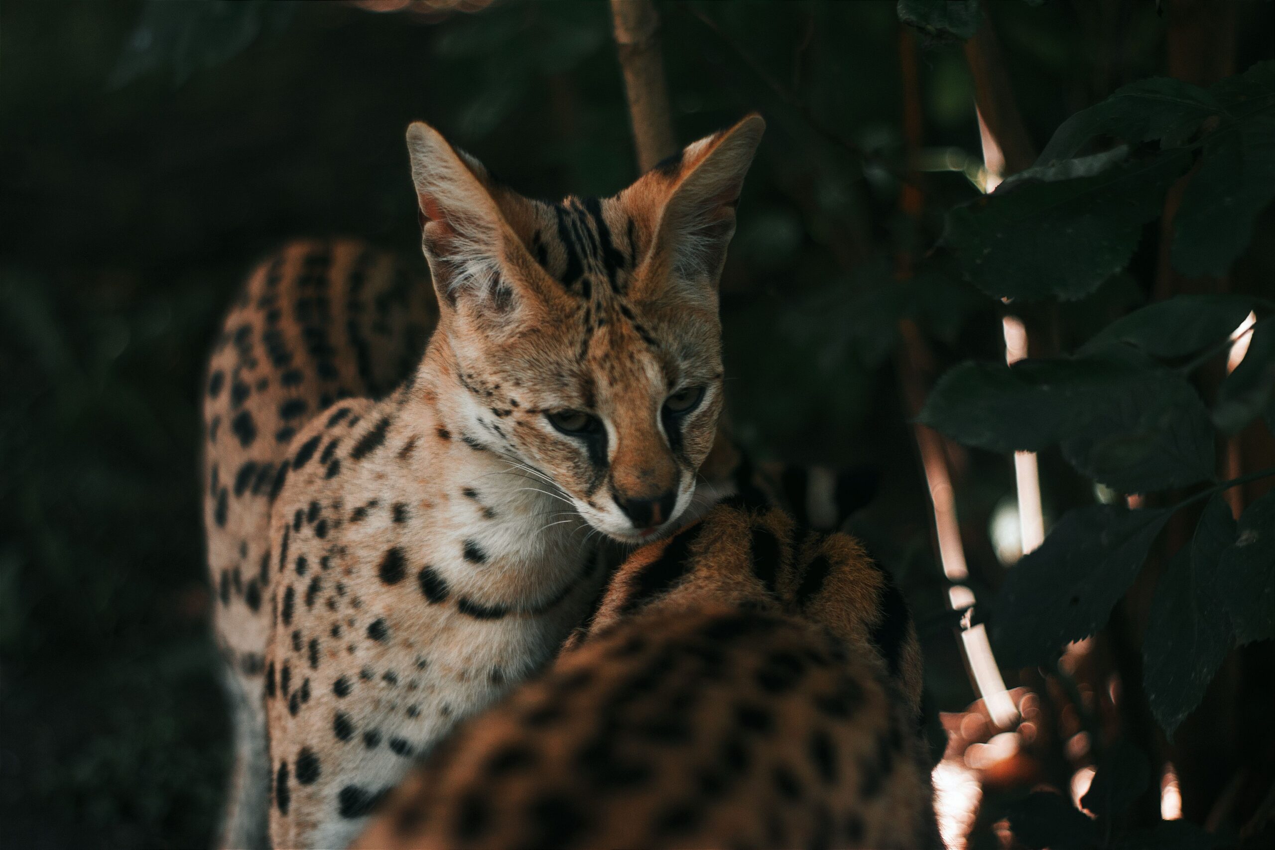 Savannah Katze mit typischer Serval-Optik und langem schlankem Körper
