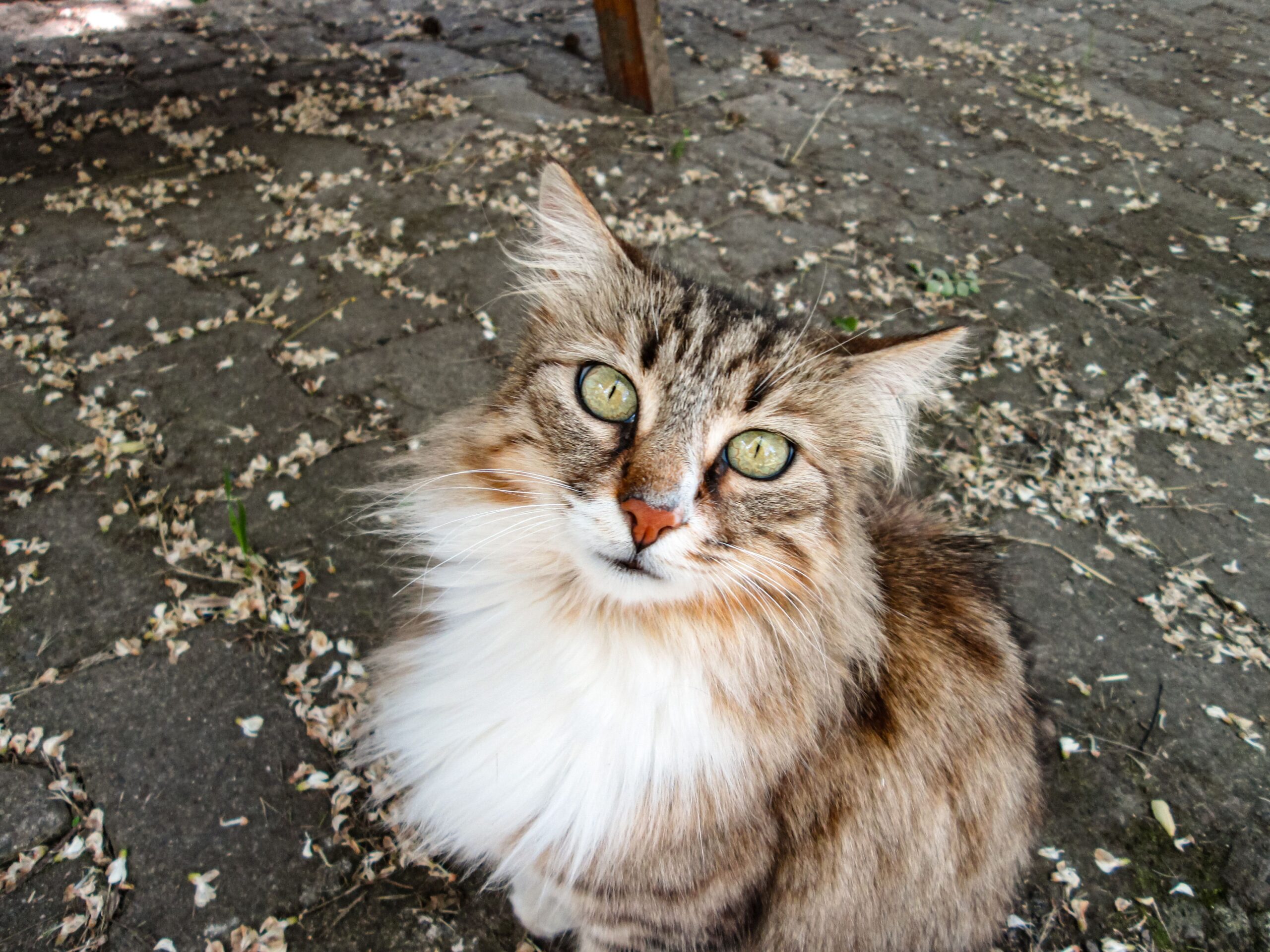 Norwegische Waldkatze mit dreieckigem Kopf und dichtem Fell