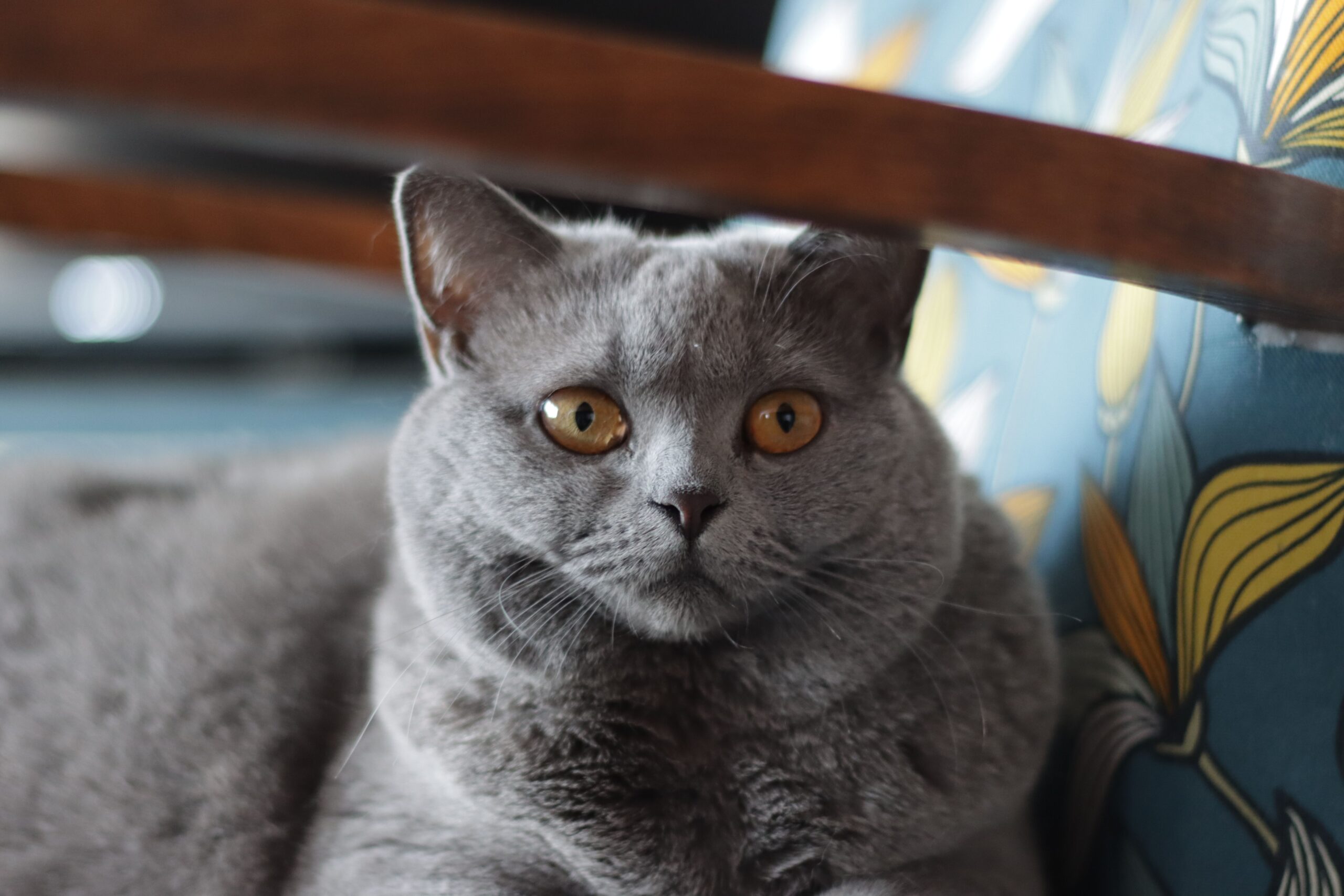 Britisch Langhaar Katze entspannt in der Wohnung