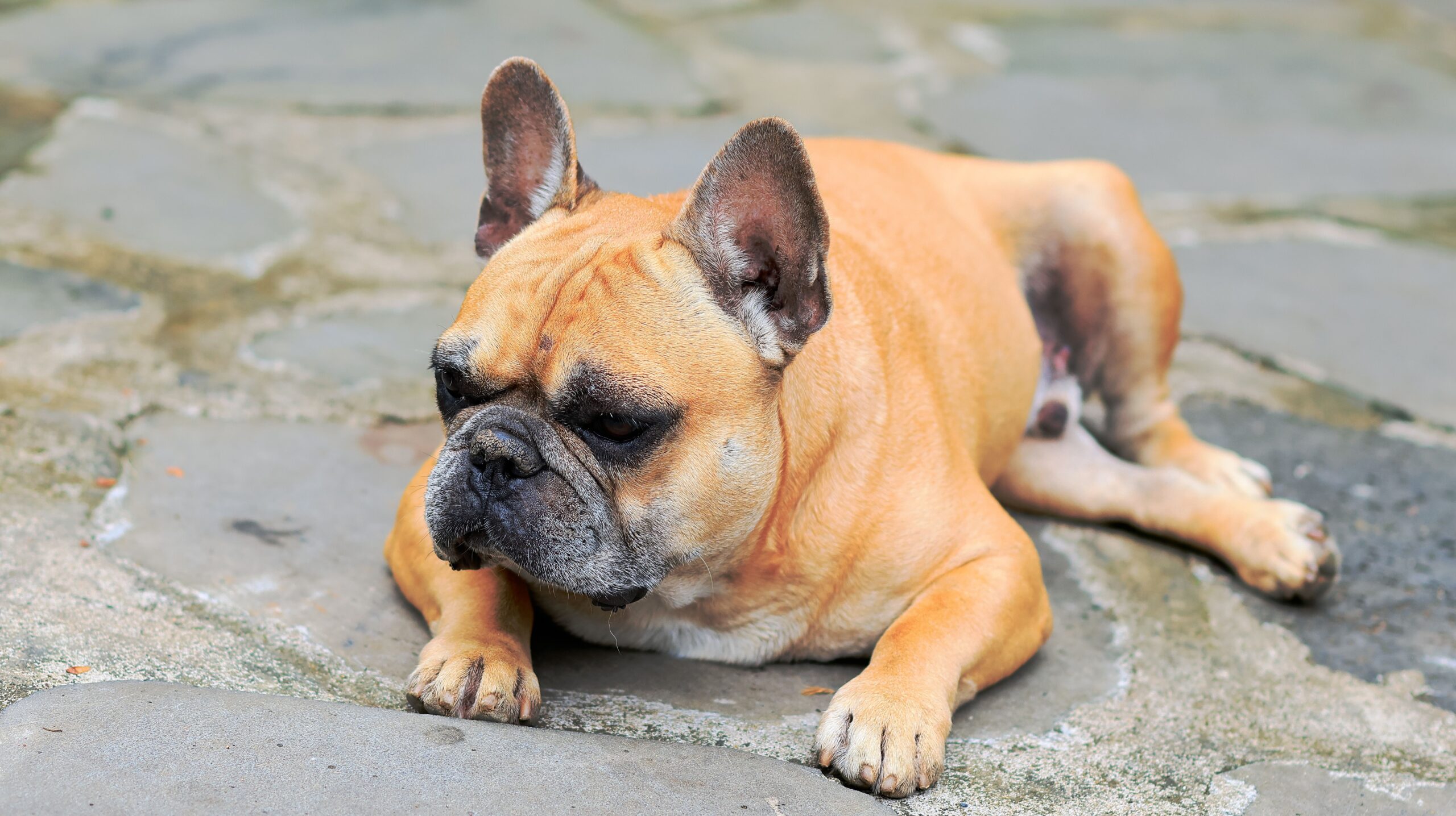 Französische Bulldogge beim Spaziergang mit ihrem Halter
