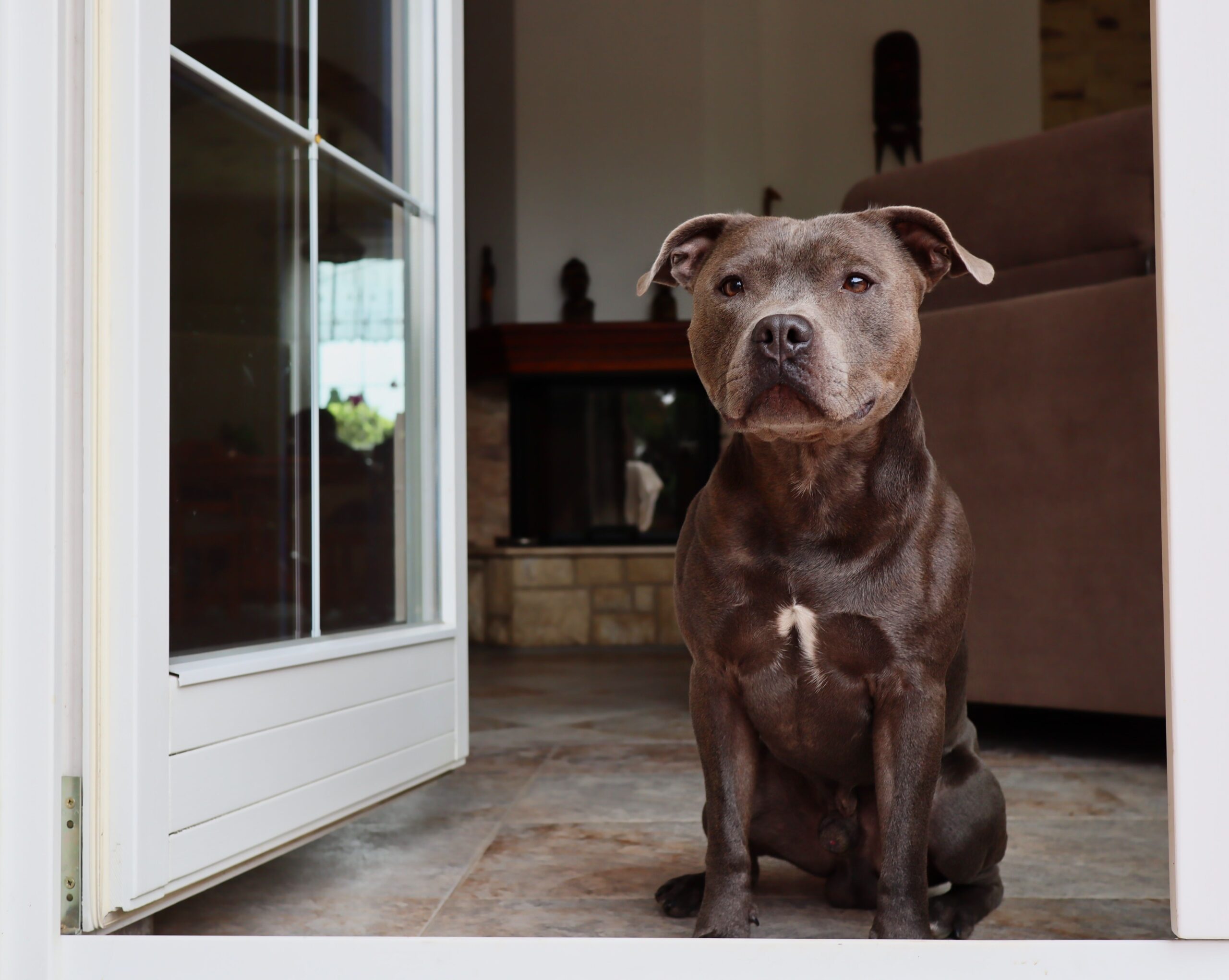 Staffordshire Bullterrier beim Spielen mit seinem Halter
