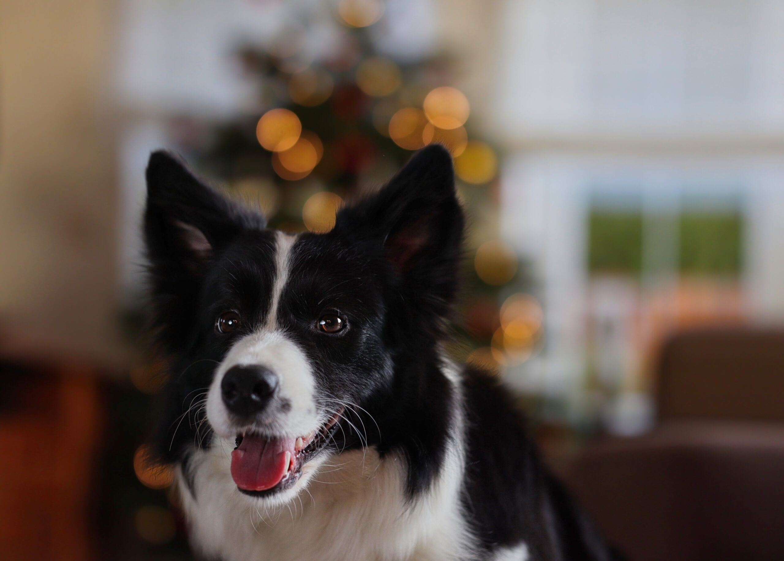 Border Collie beim Training mit seinem Halter