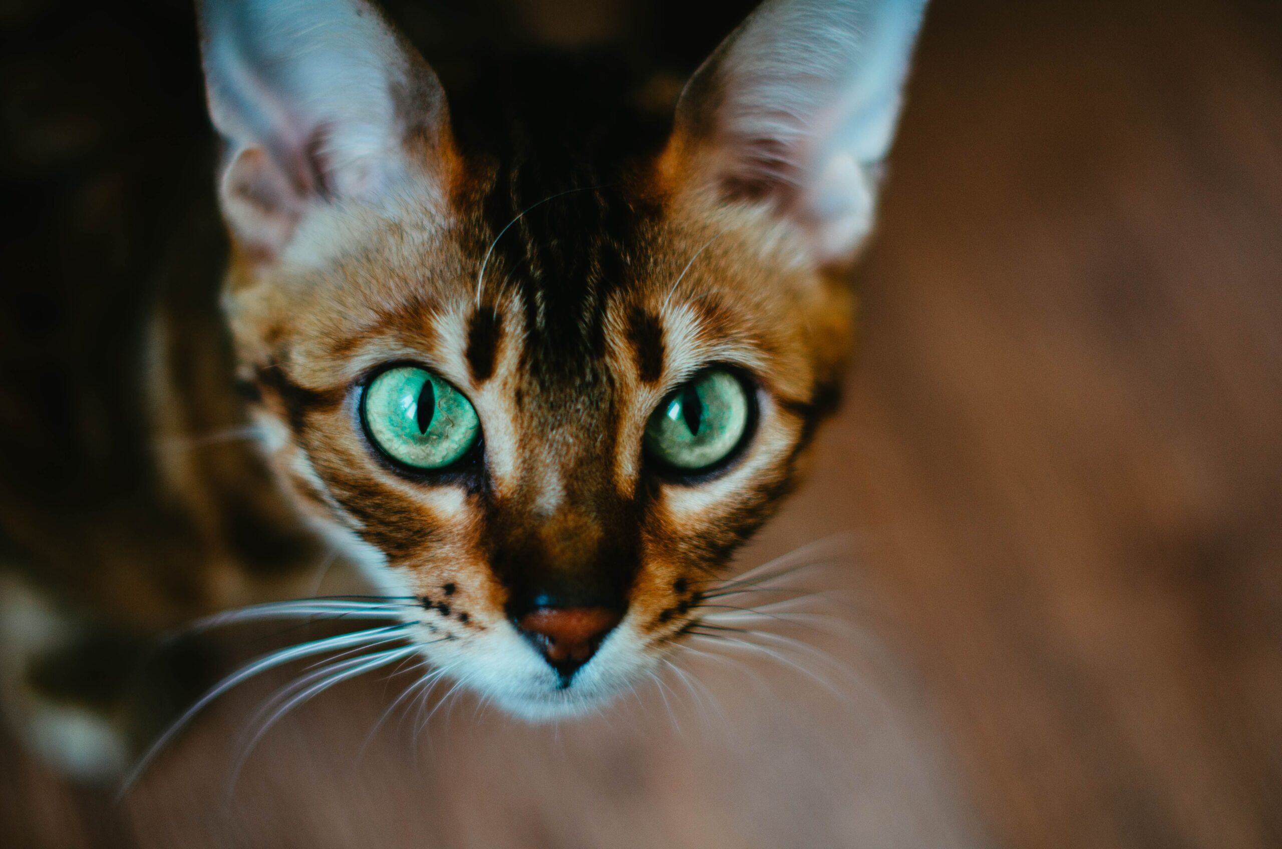 Bengal Katze mit typischer Rosettenzeichnung und muskulösem Körper