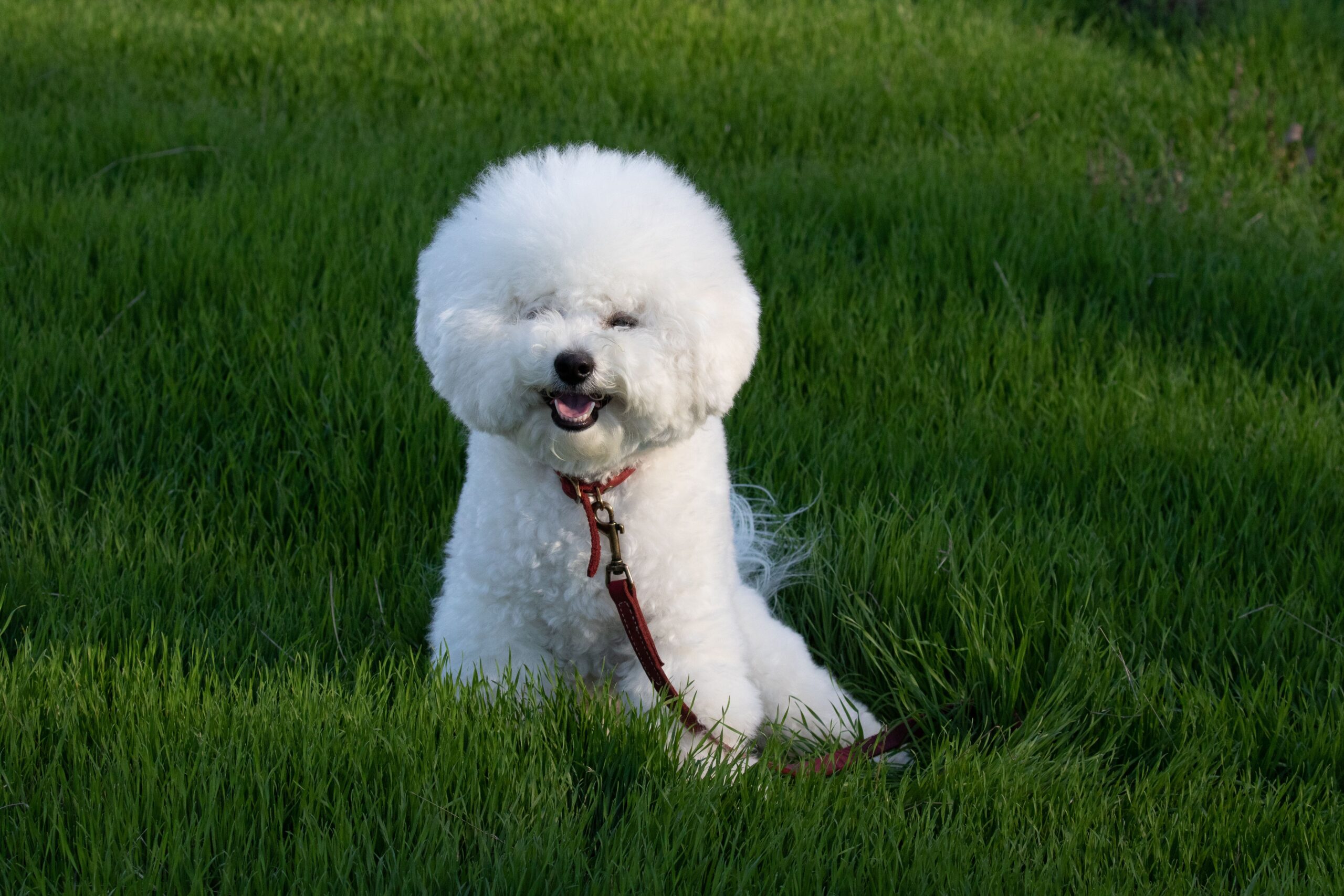 Bichon Frisé beim Spielen mit seinem Halter