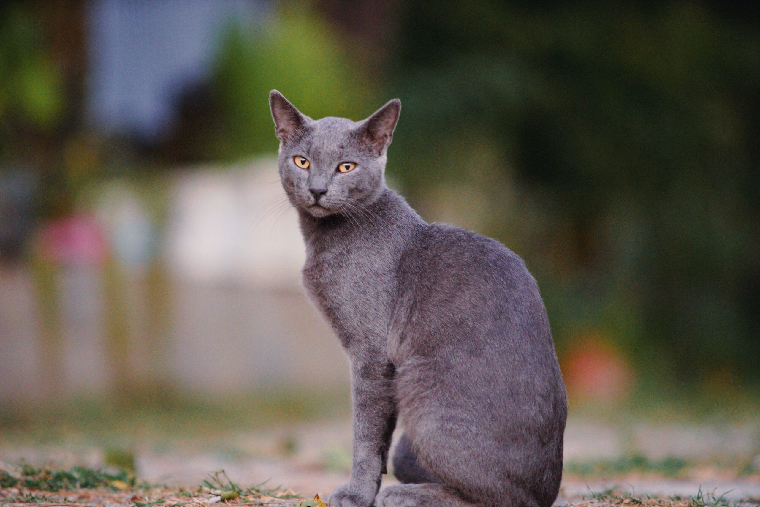 Russisch Blau Katze bei der tierärztlichen Untersuchung