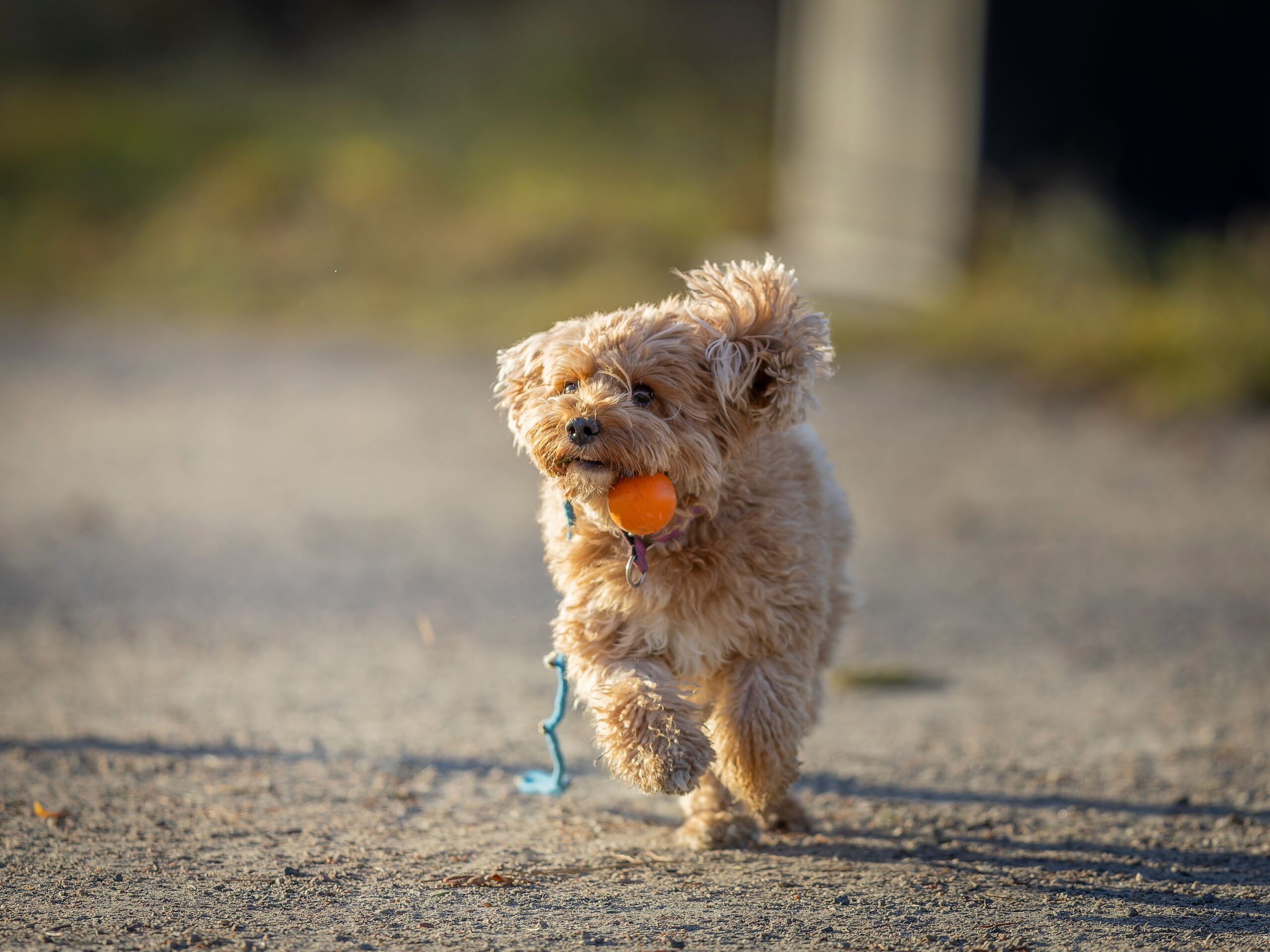 Cavapoo mit weichem lockigem Fell im Freien