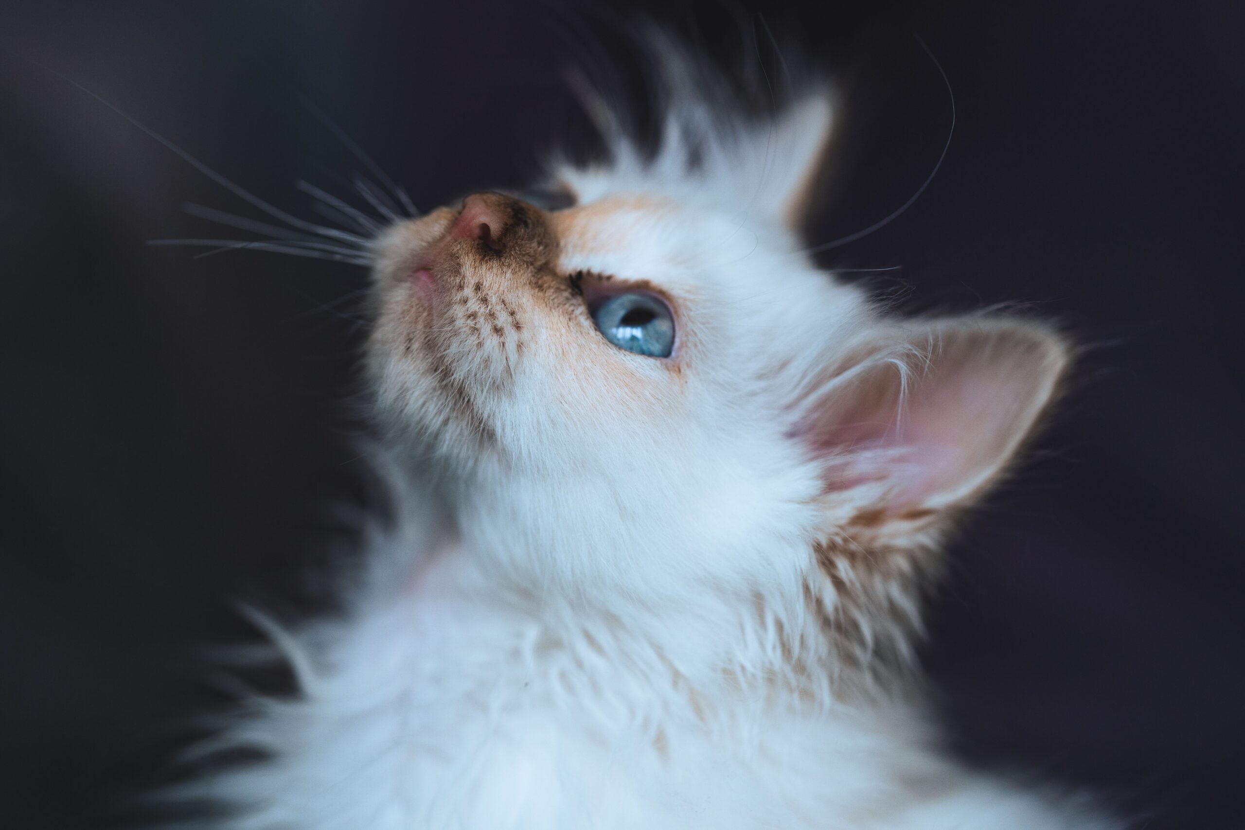 Birma-Katze bei der tierärztlichen Untersuchung