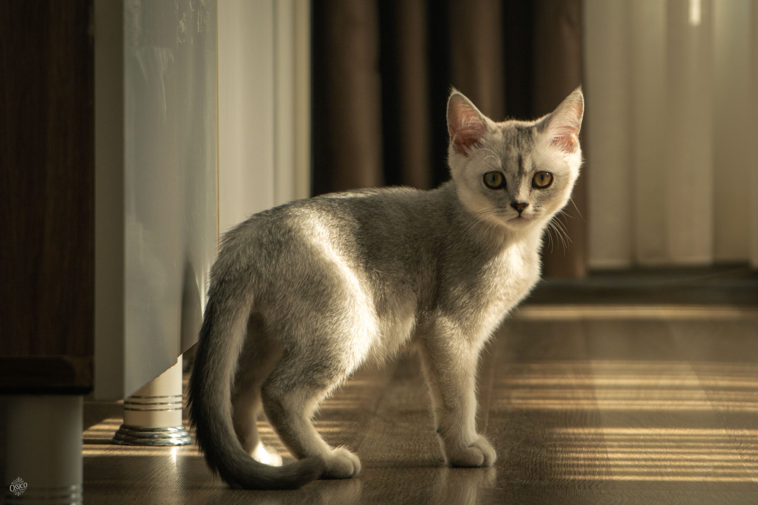 Burmilla Katze bei der tierärztlichen