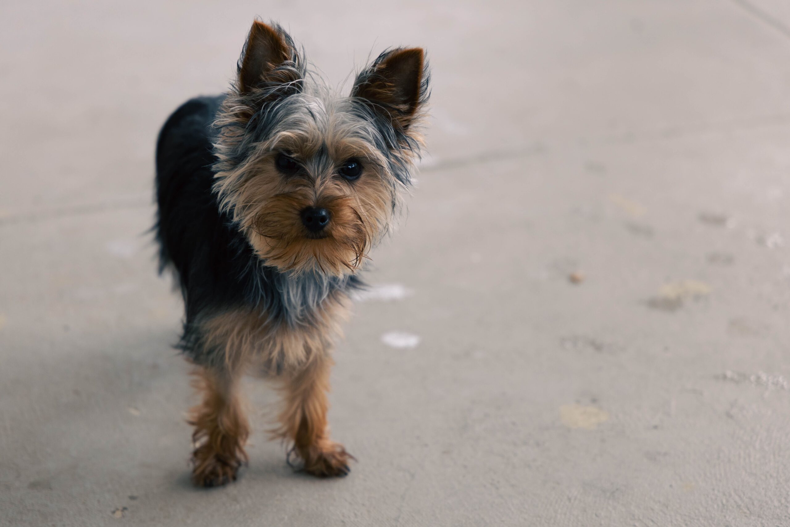 Gesunder Yorkshire Terrier im Freien