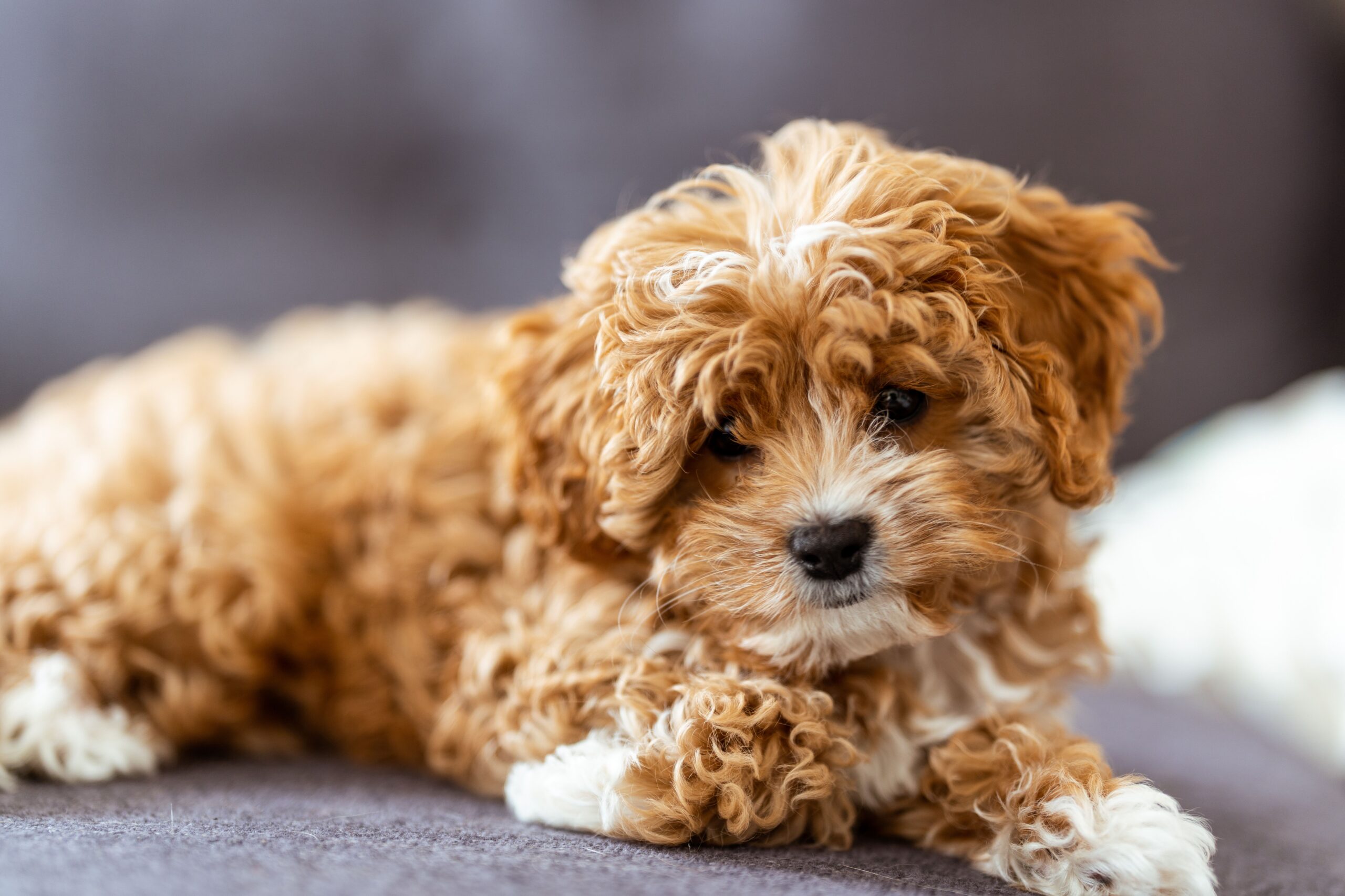 Cavapoo beim Spielen mit seinem Halter