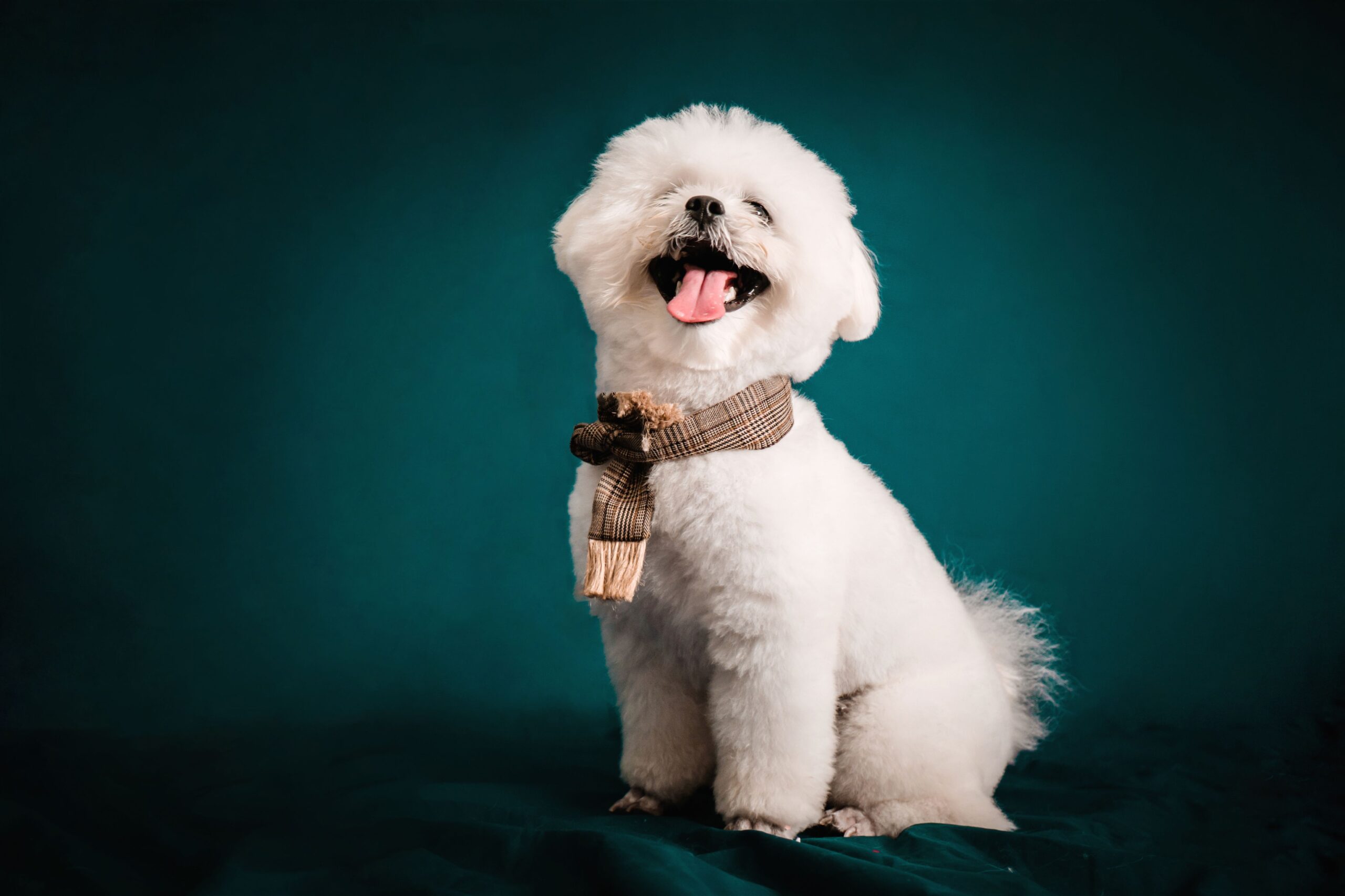 Bichon Frisé mit weißem lockigem Fell
