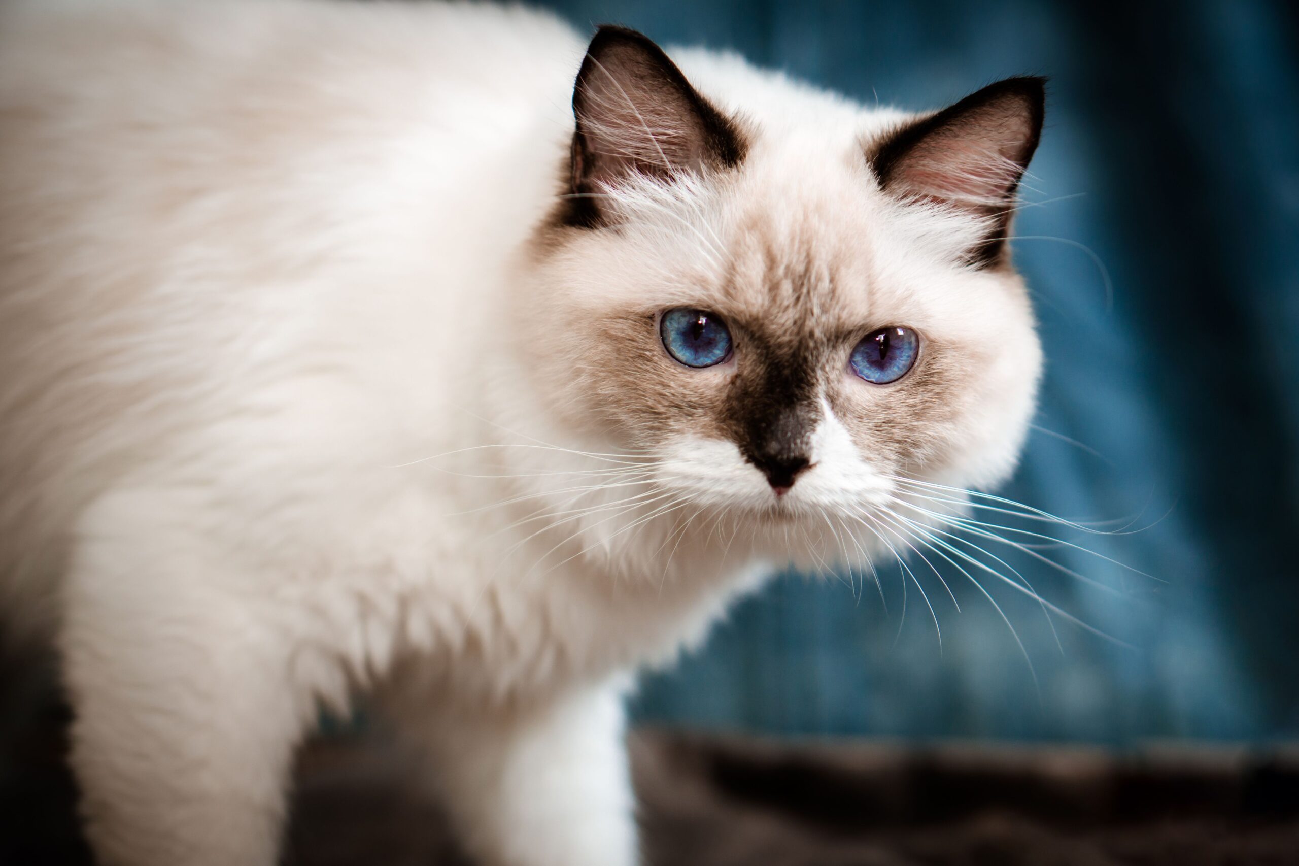 Ragdoll Katze mit blauen Augen und typischer Point-Zeichnung