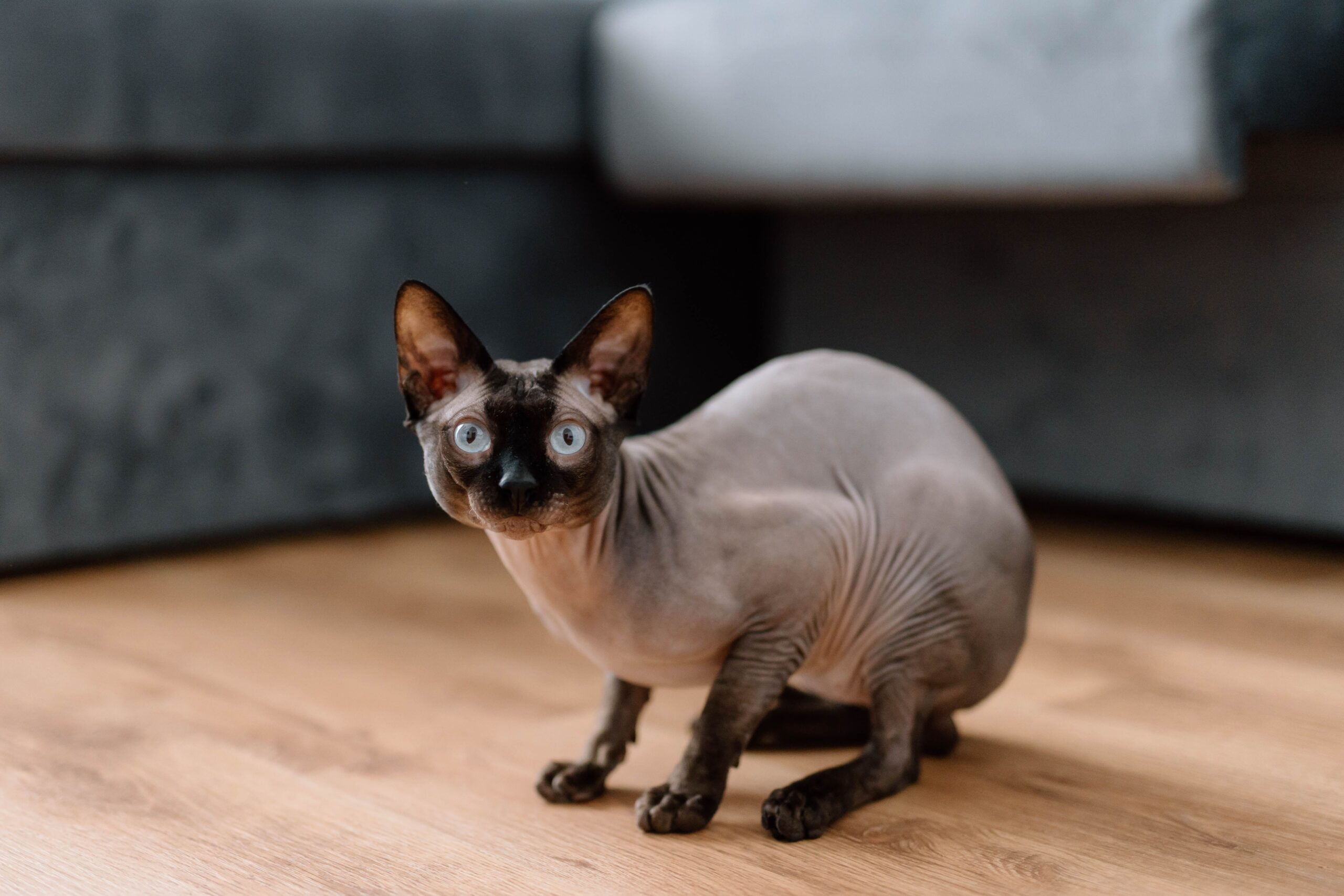 Donskoy Don Sphynx Katze mit haarloser faltiger Haut