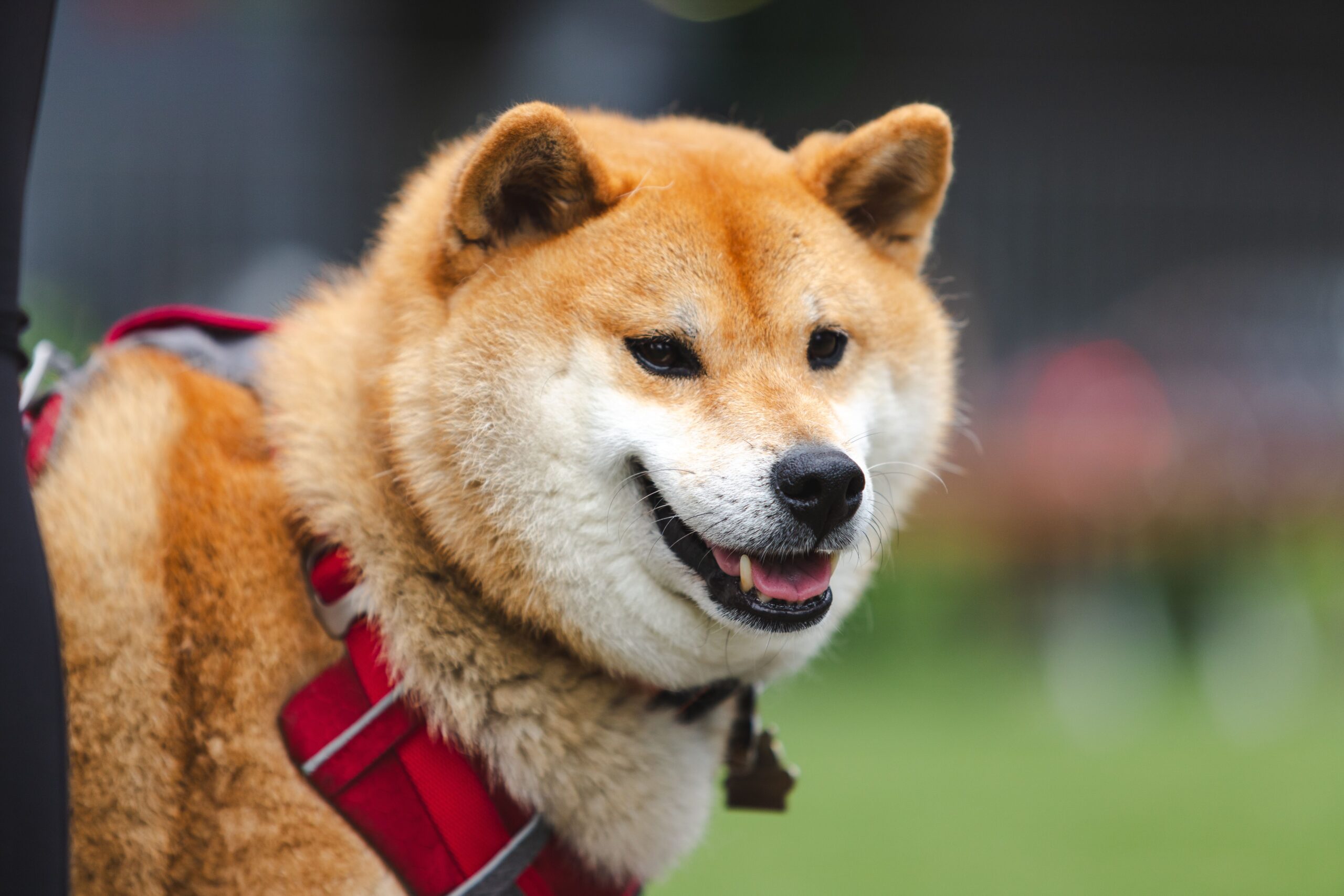 Akita-Hund im Freien mit aufgerichteten Ohren und gerollter Rute