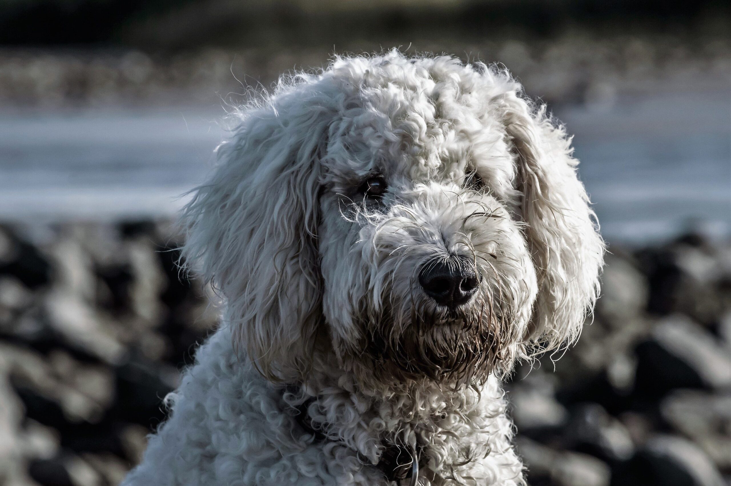 Goldendoodle beim Spaziergang mit seinem Halter