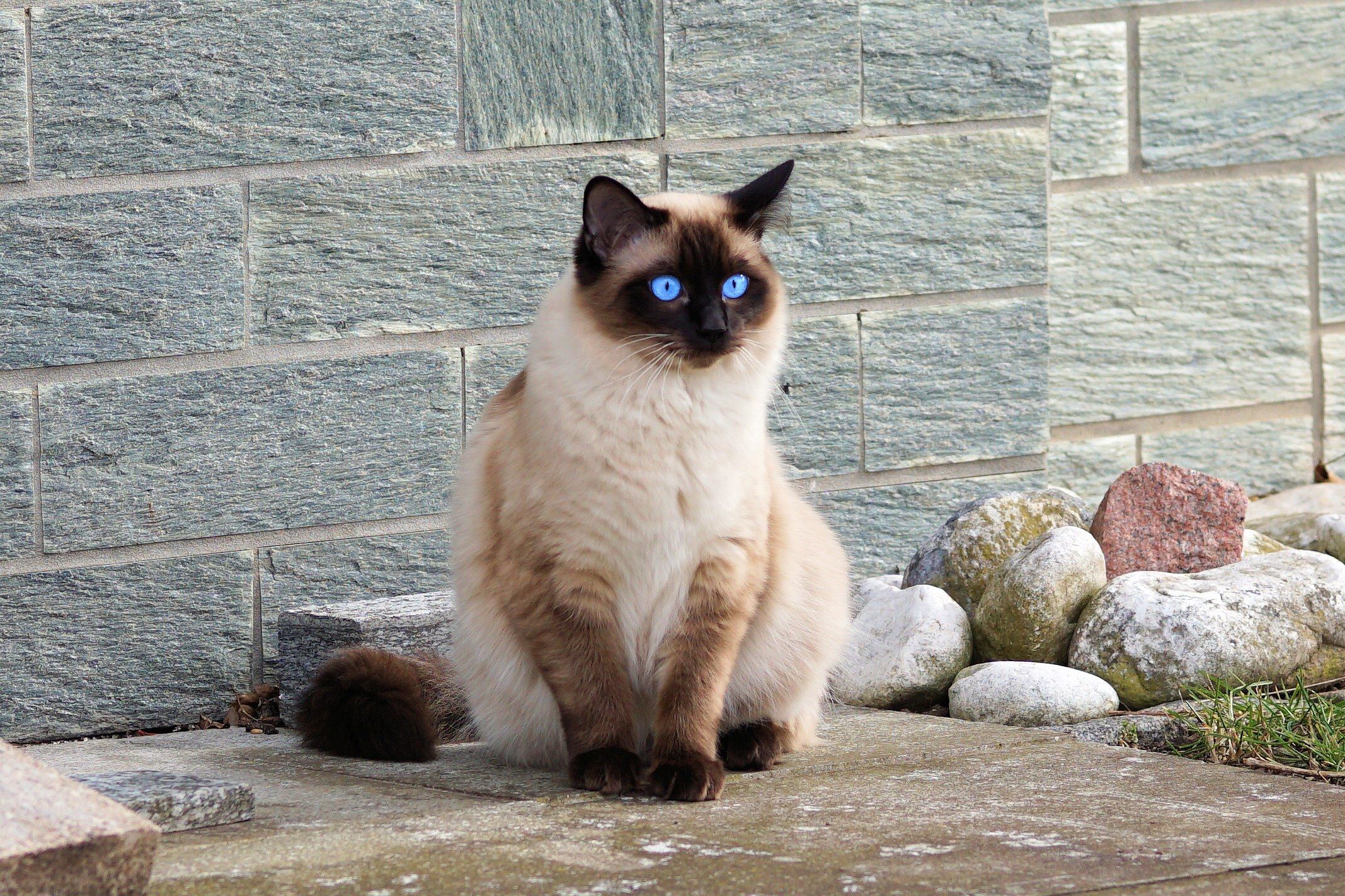 Balinese Katze bei der tierärztlichen Untersuchung