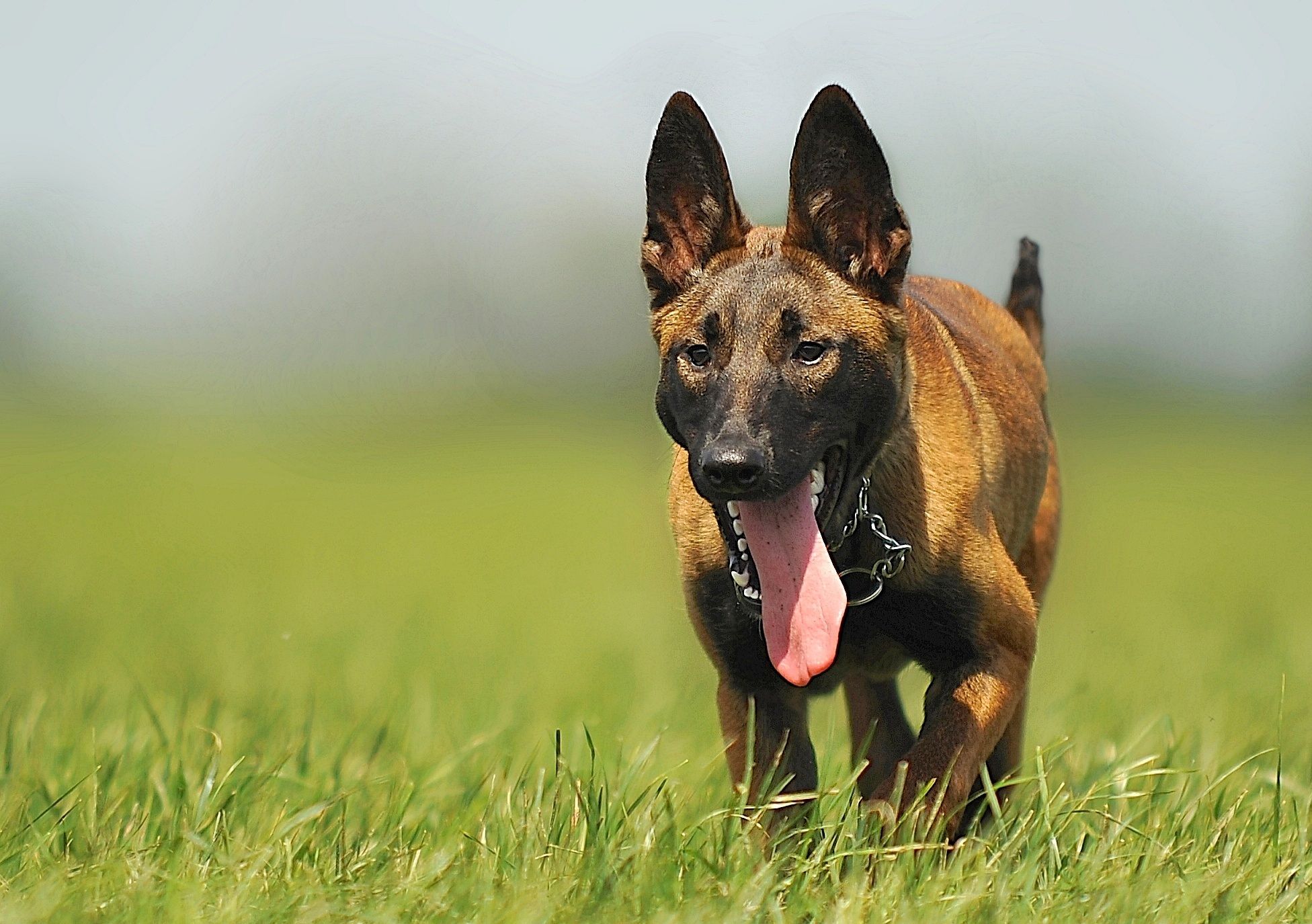 Malinois beim Training mit seinem Halter