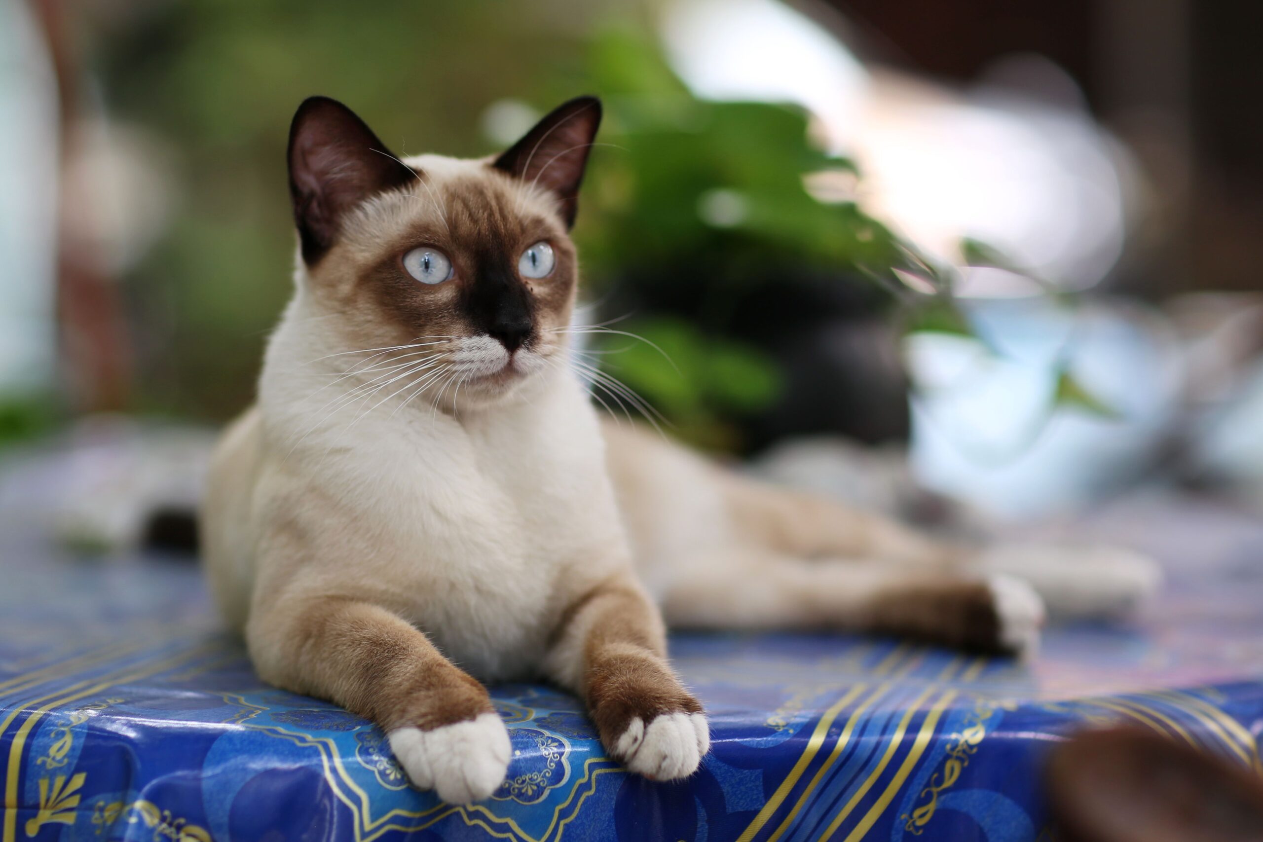 Thai-Katze mit blauen Augen und klassischer Pointzeichnung