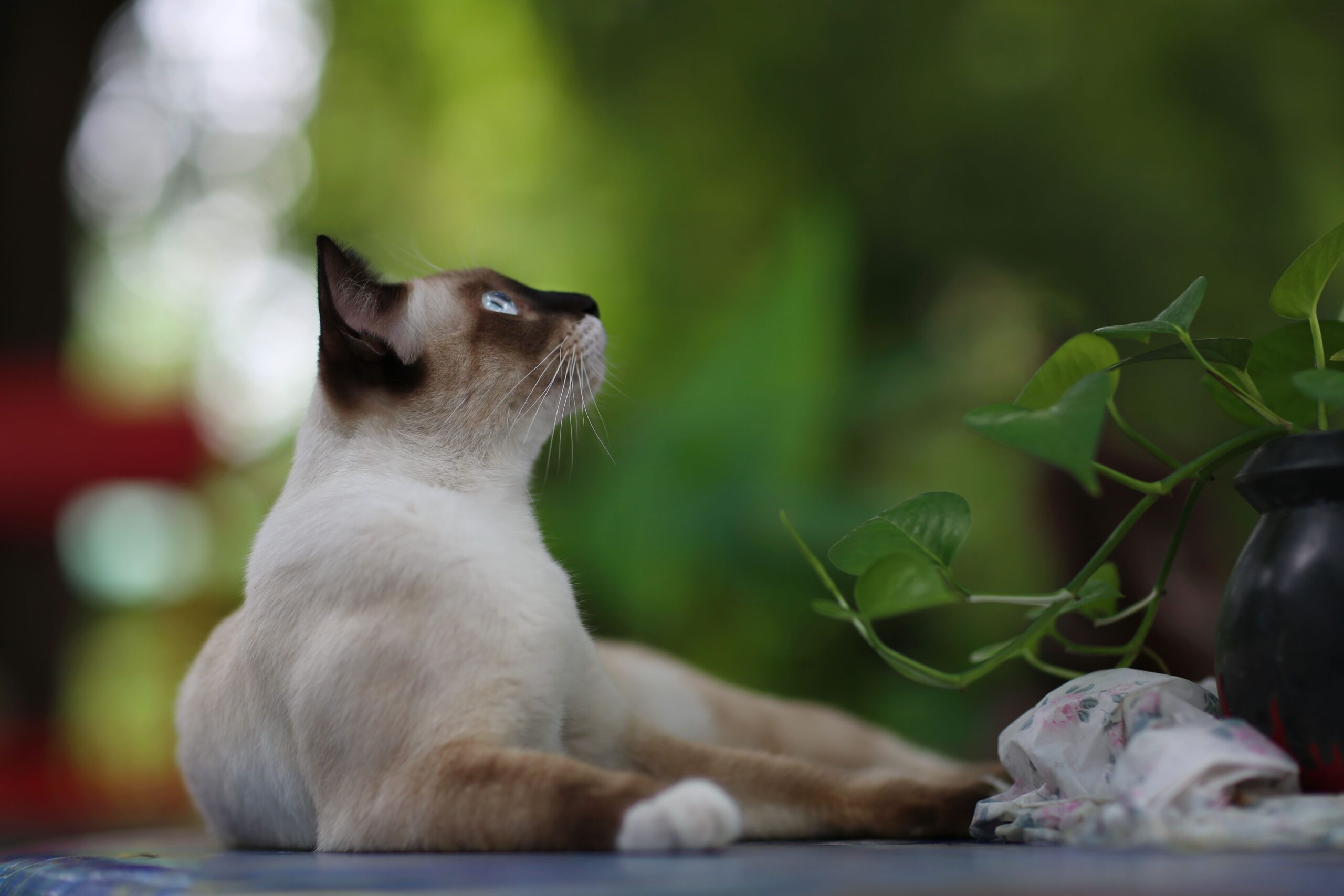 Thai-Katze beim Spielen – aktive, intelligente und menschenbezogene Katzenrasse
