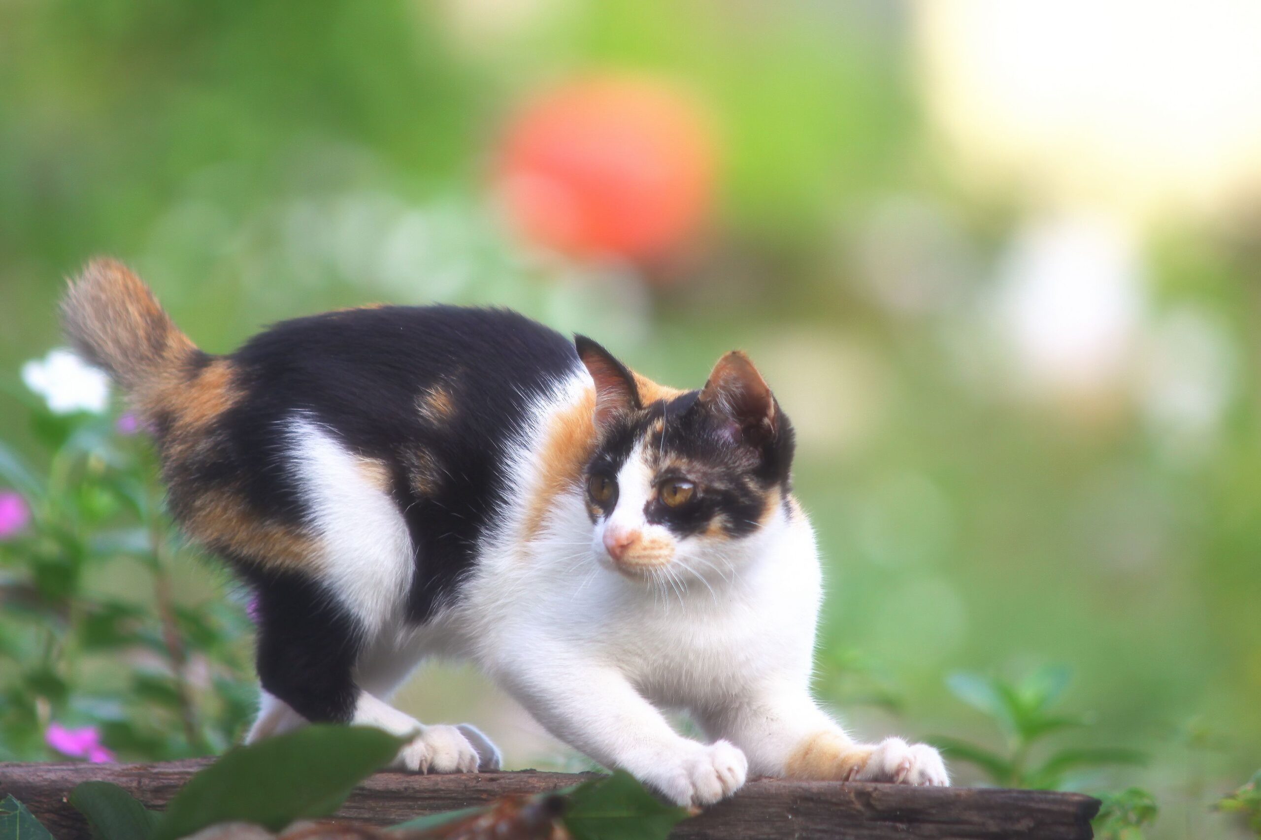 Japanese Bobtail Katze beim aktiven Spielen und Apportieren