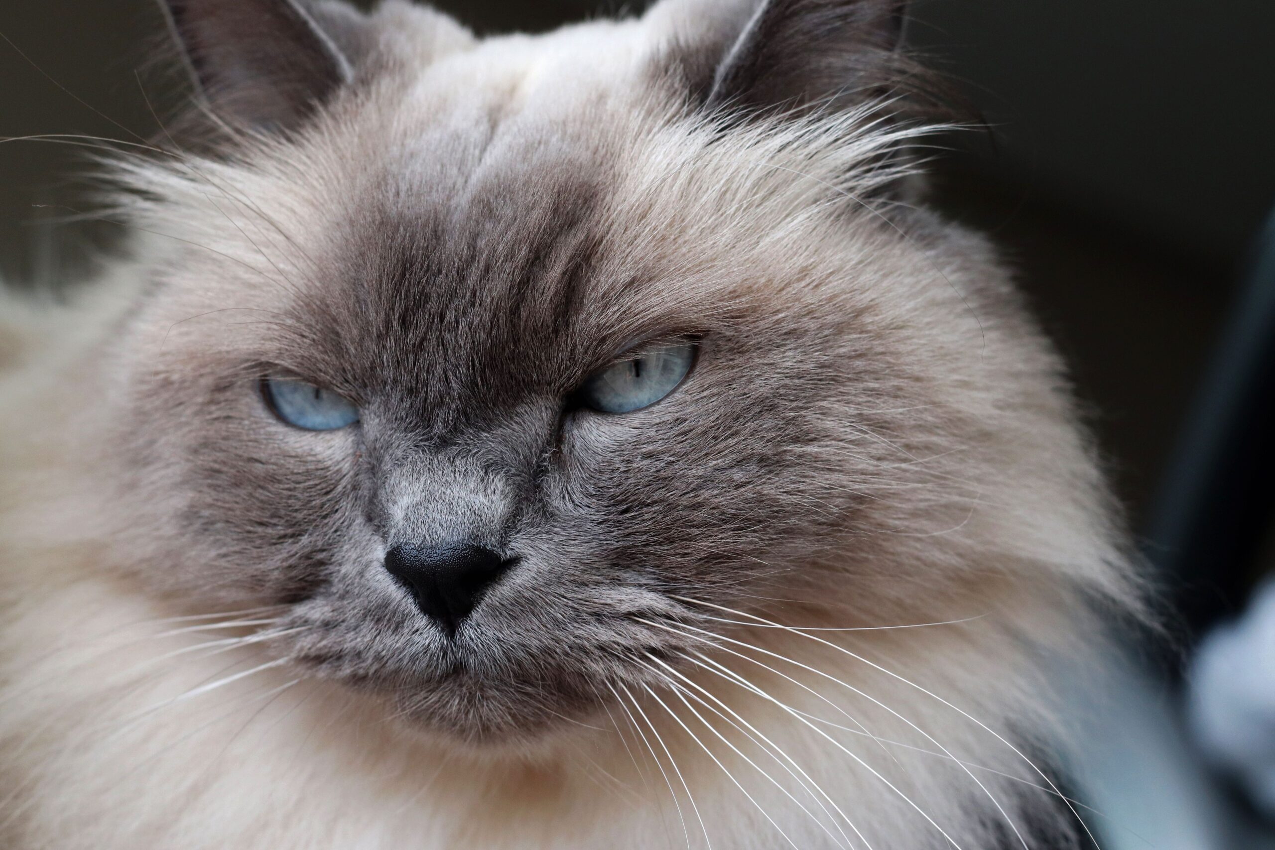 Neva Masquerade Katze bei der tierärztlichen Untersuchung